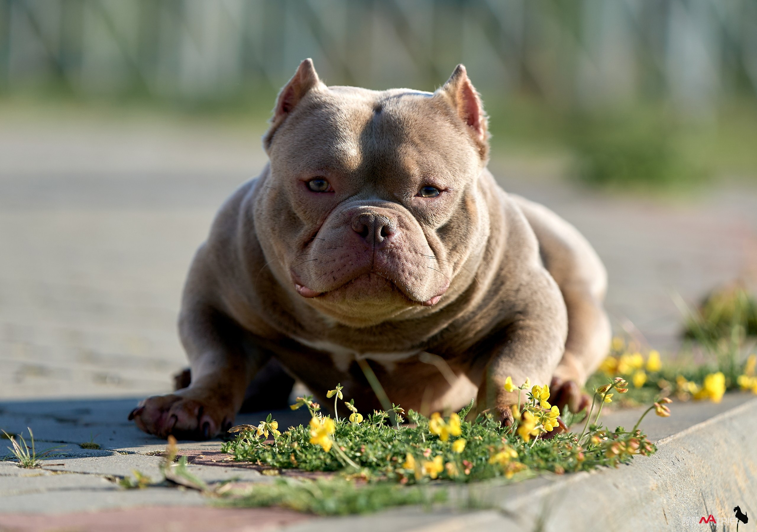 Съемка собак породы булли на природе