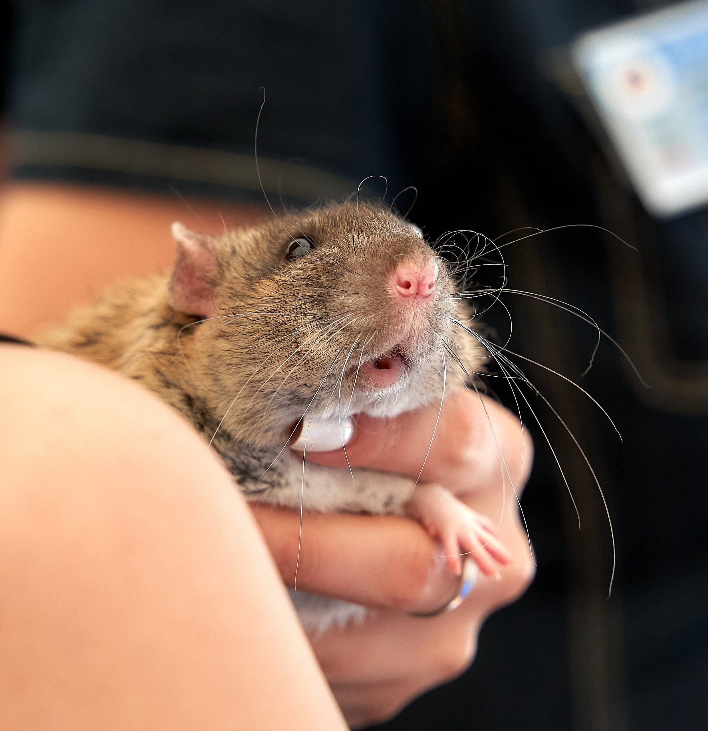 Животные — галерея NATRIEL