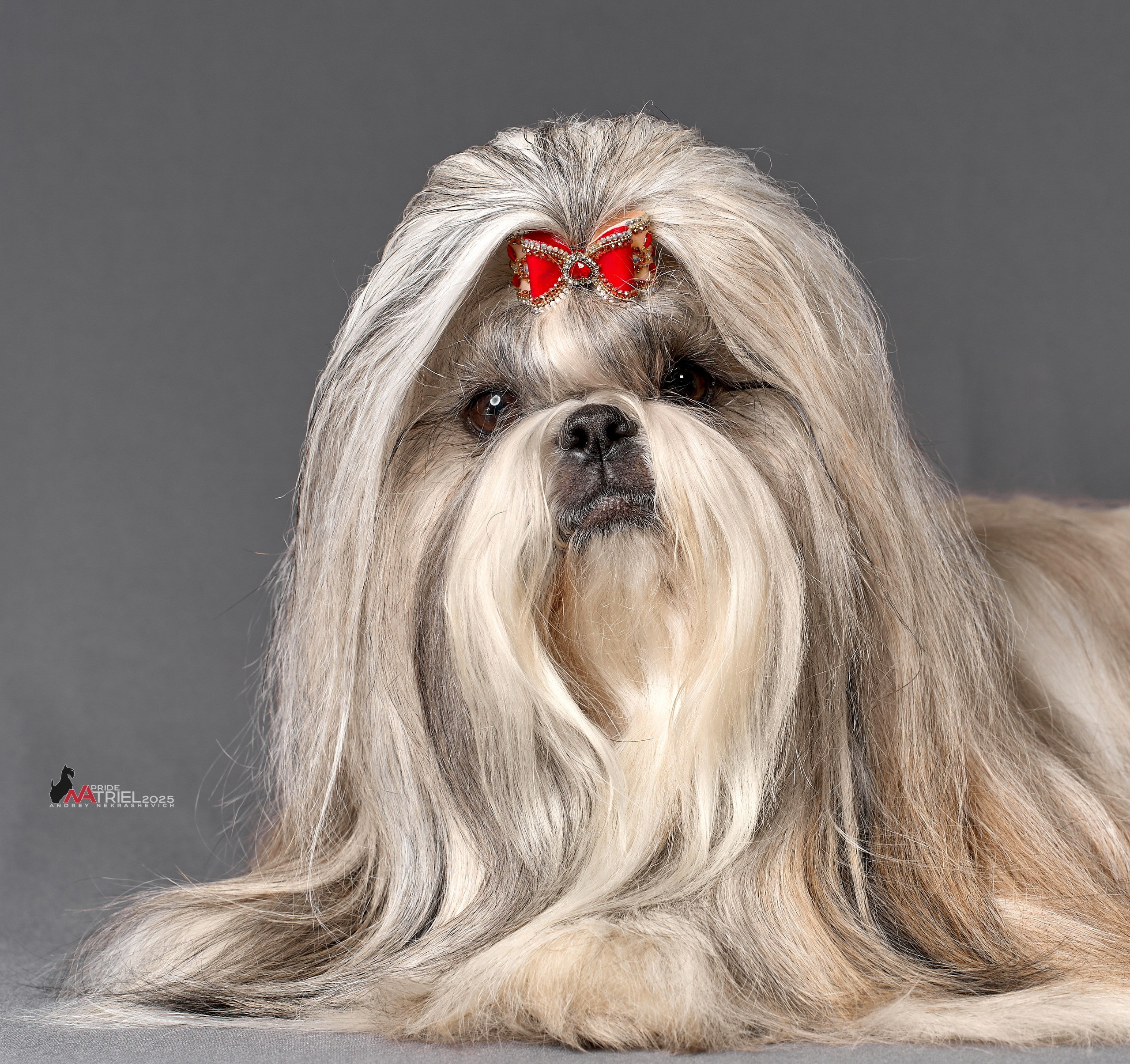 Съемка ши-тсу с мобильным светом