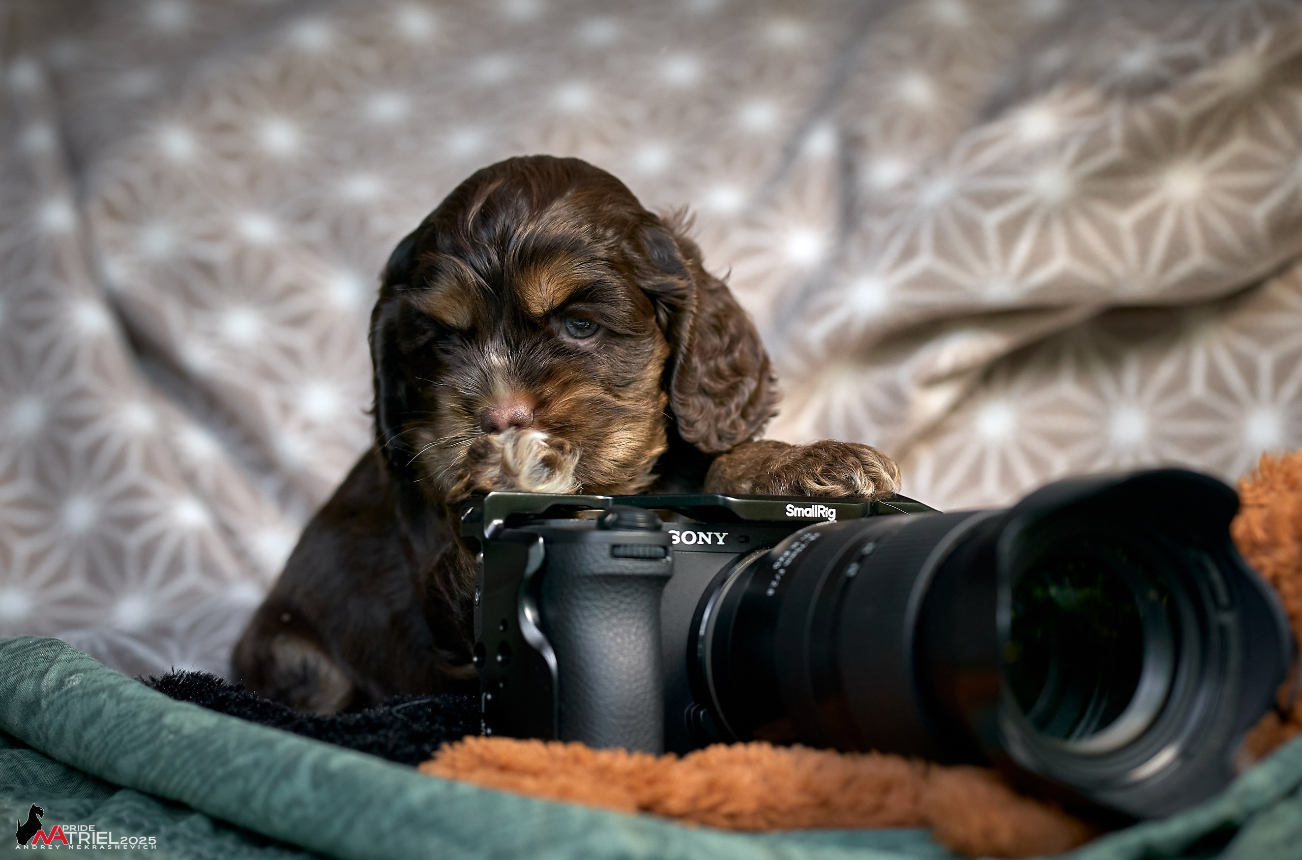 Щенки АмКокеров