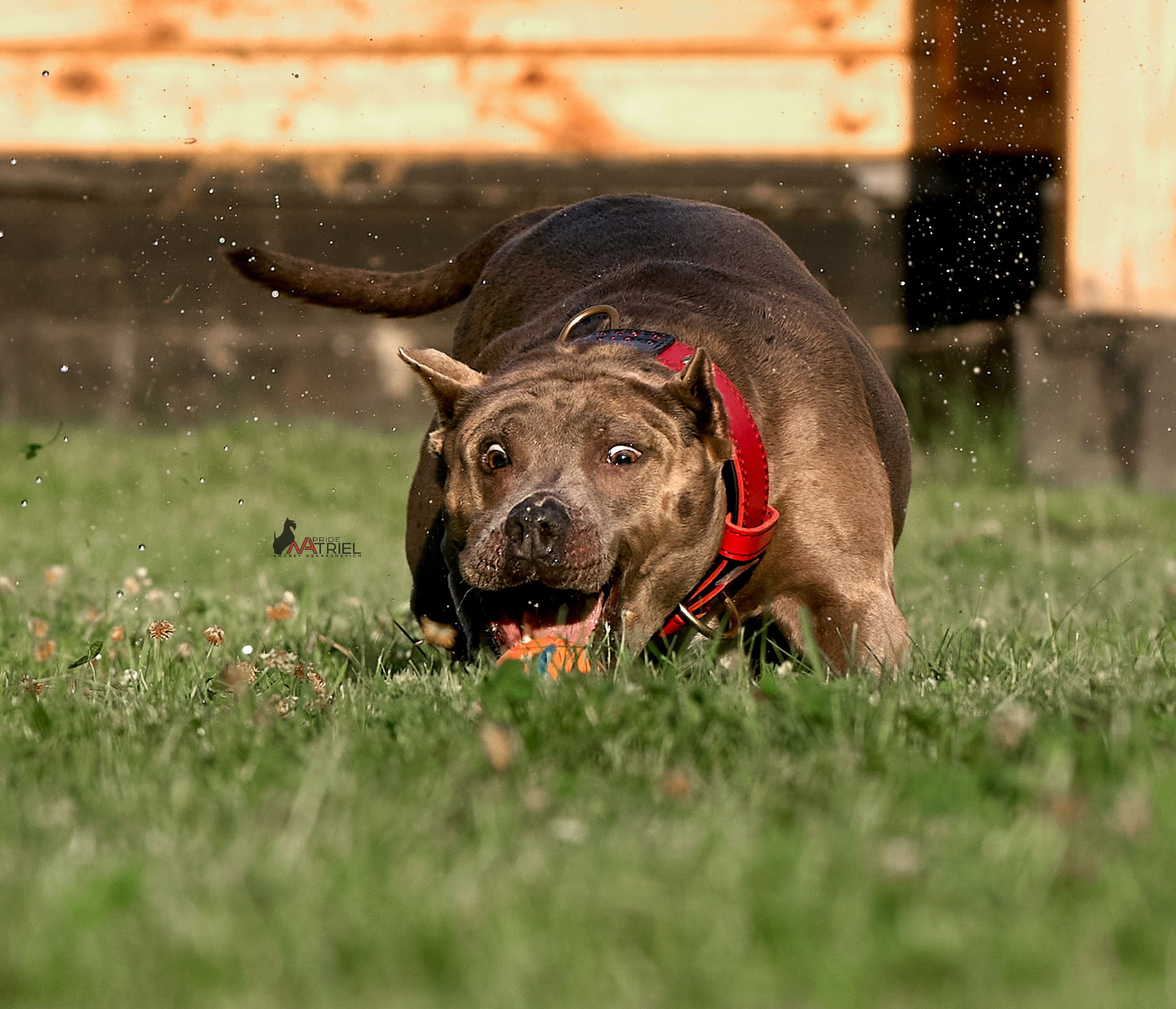 Портреты собак — галерея NATRIEL