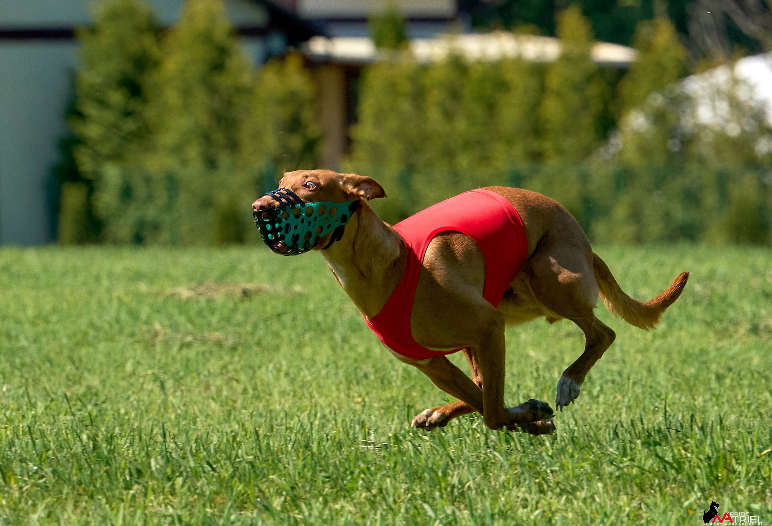 Съемка курсинг — галерея NATRIEL