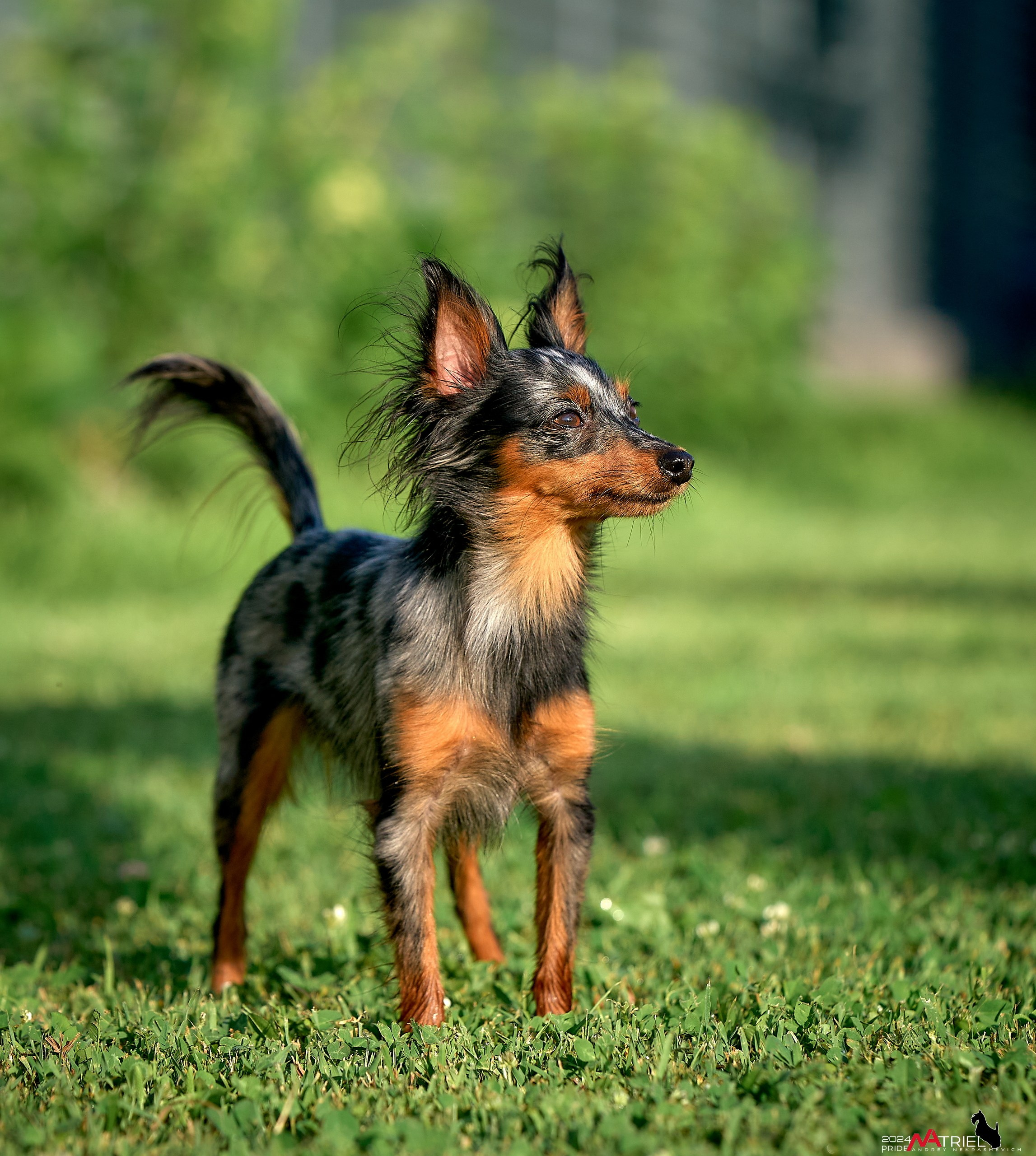 Фотопрогулка с крысариками