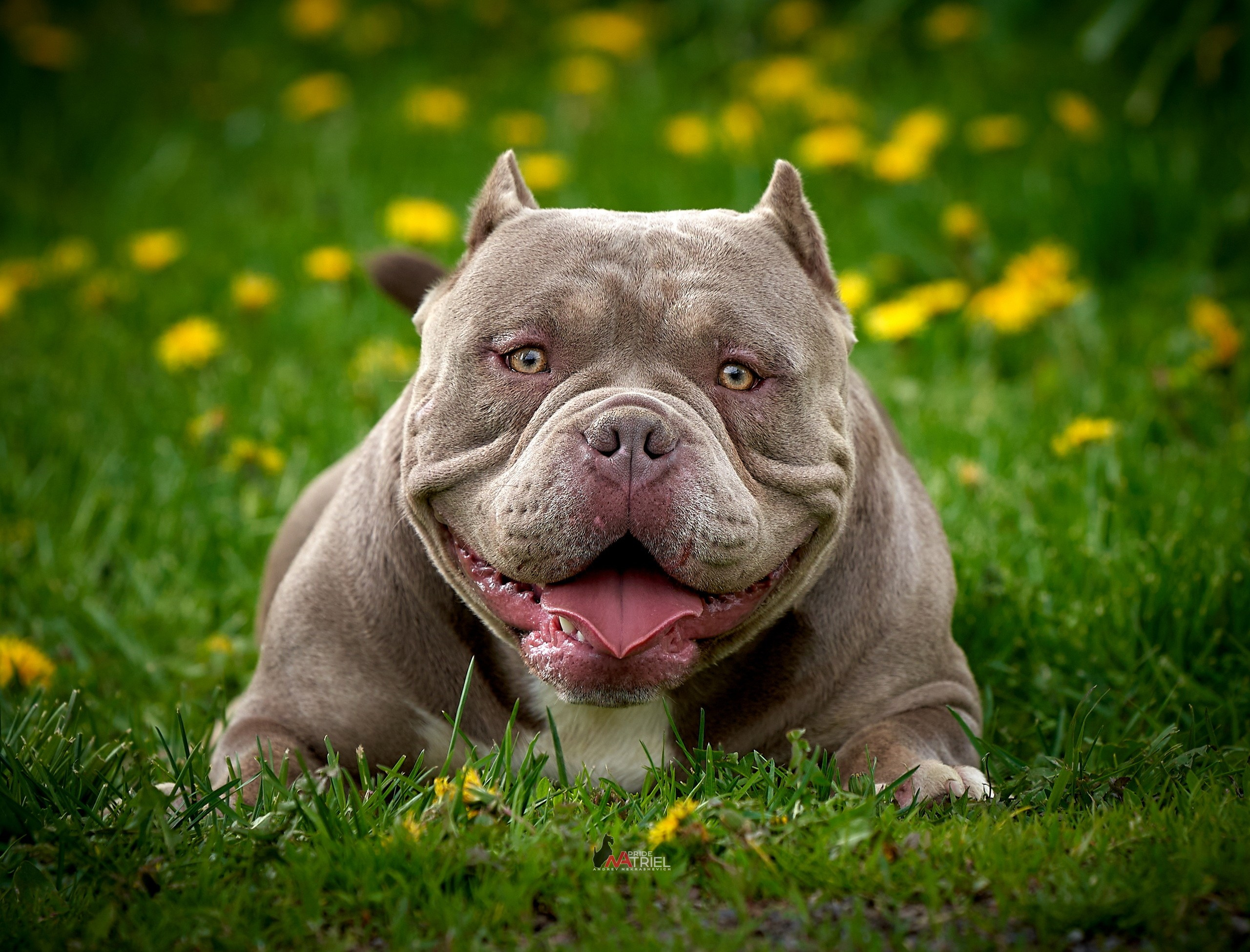 Портреты собак — галерея NATRIEL