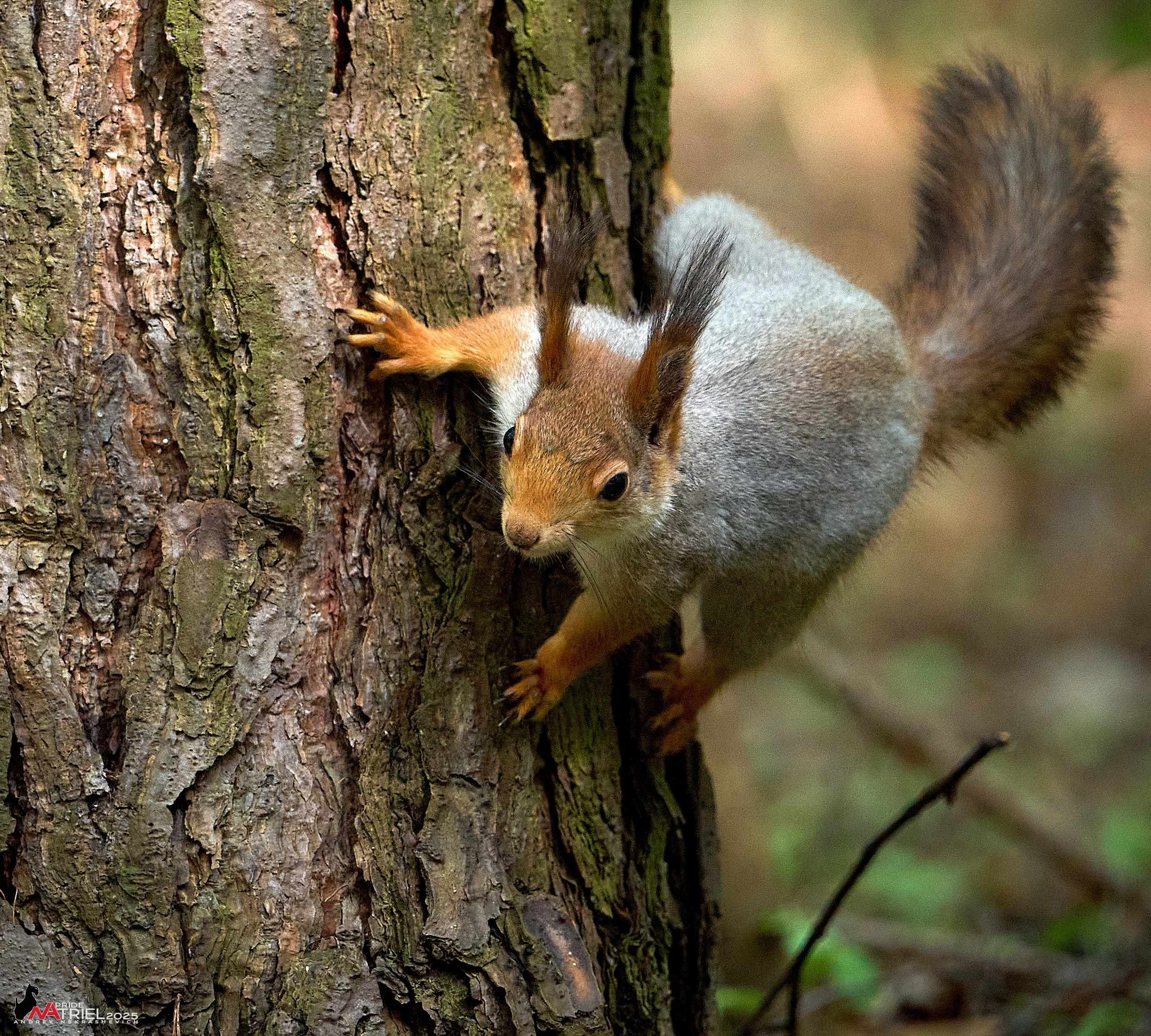 Съемка в майском лесу