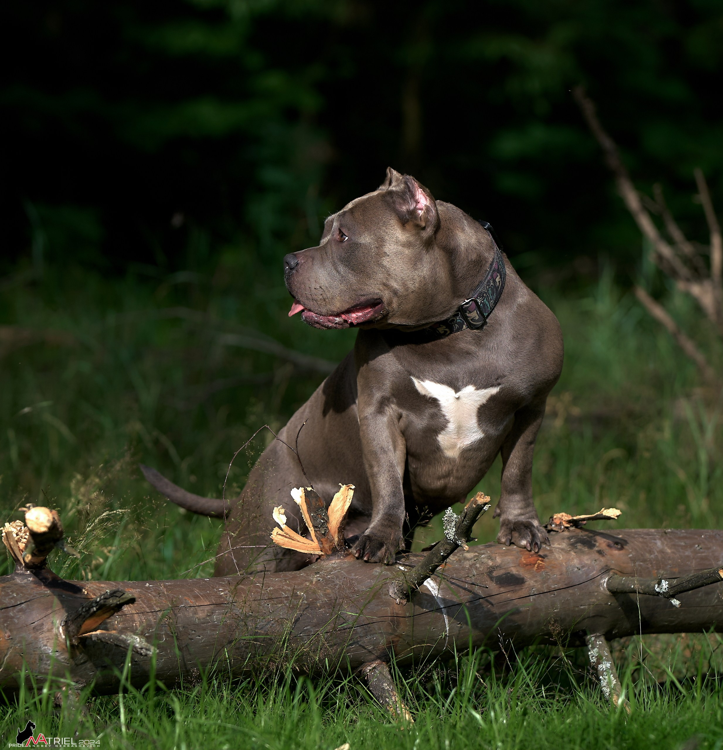 Фотопрогулка с булли