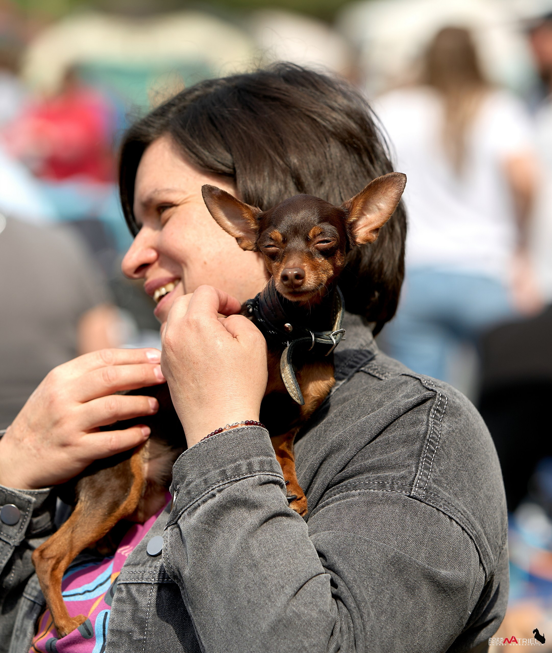Выставка собак Суздаль-Владимир