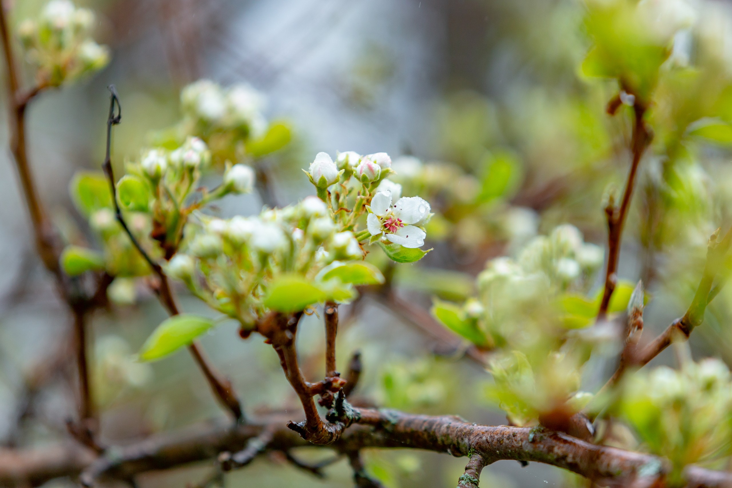 Лютики-цветочки — галерея NATRIEL