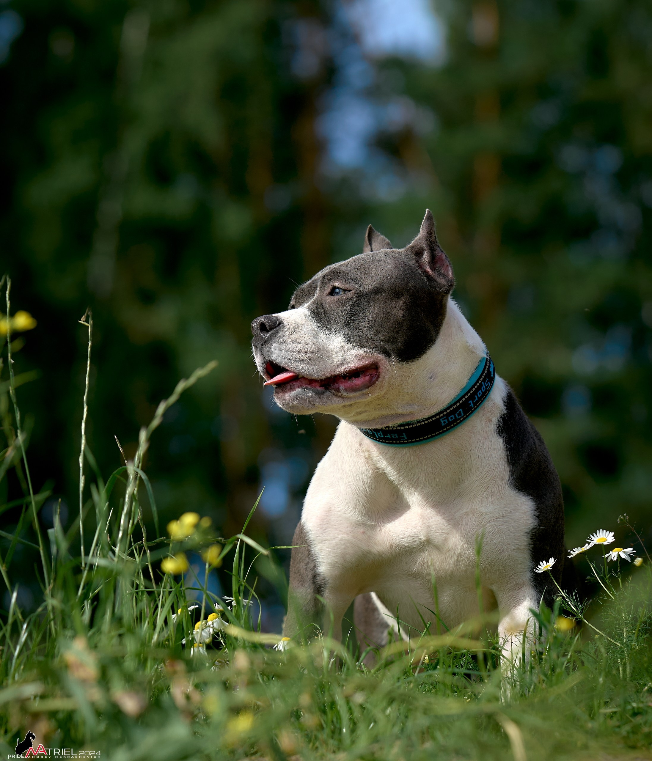 Фотопрогулка с булли