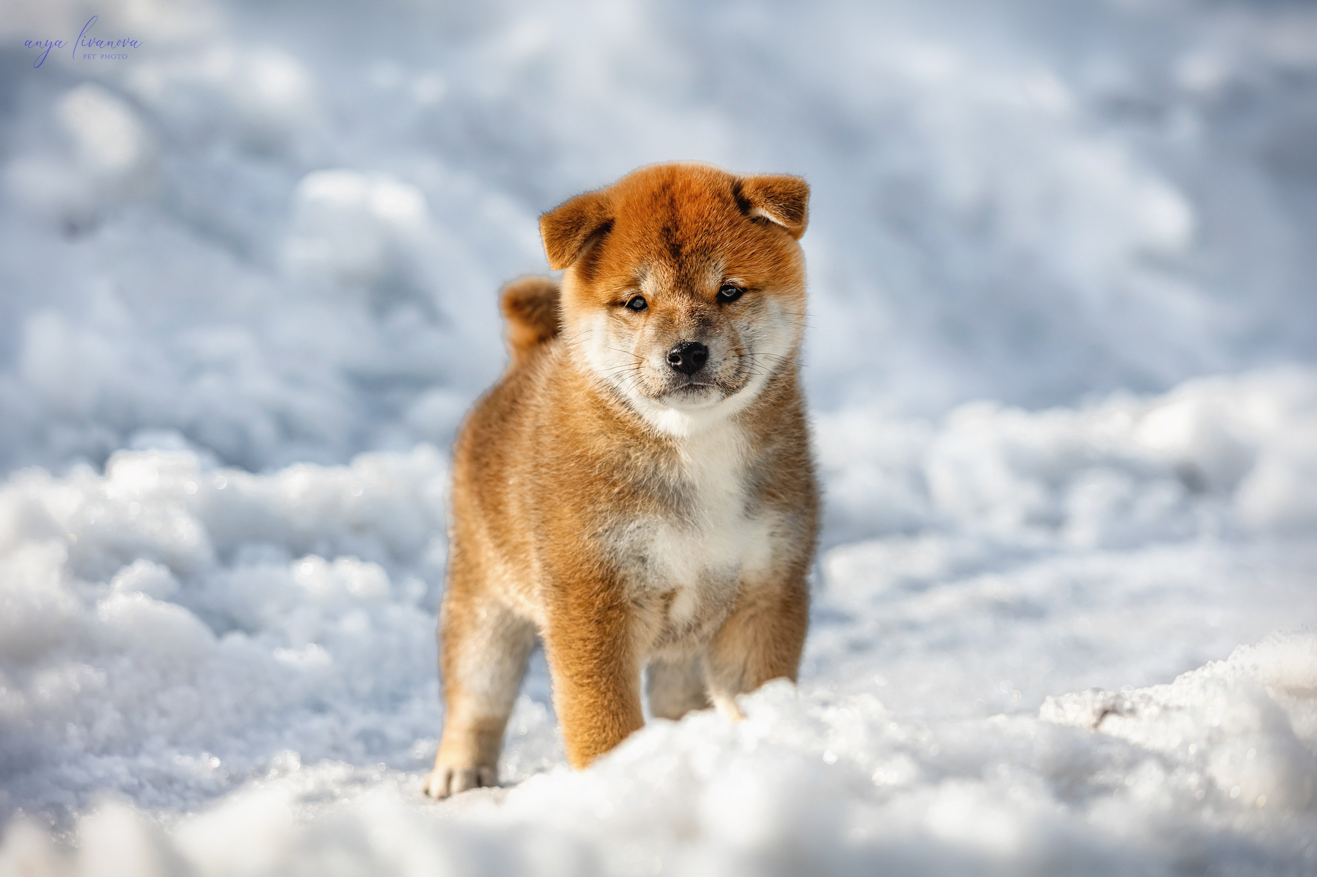 Сибы. Фотограф анималист Аня Ливанова | Рыбинск