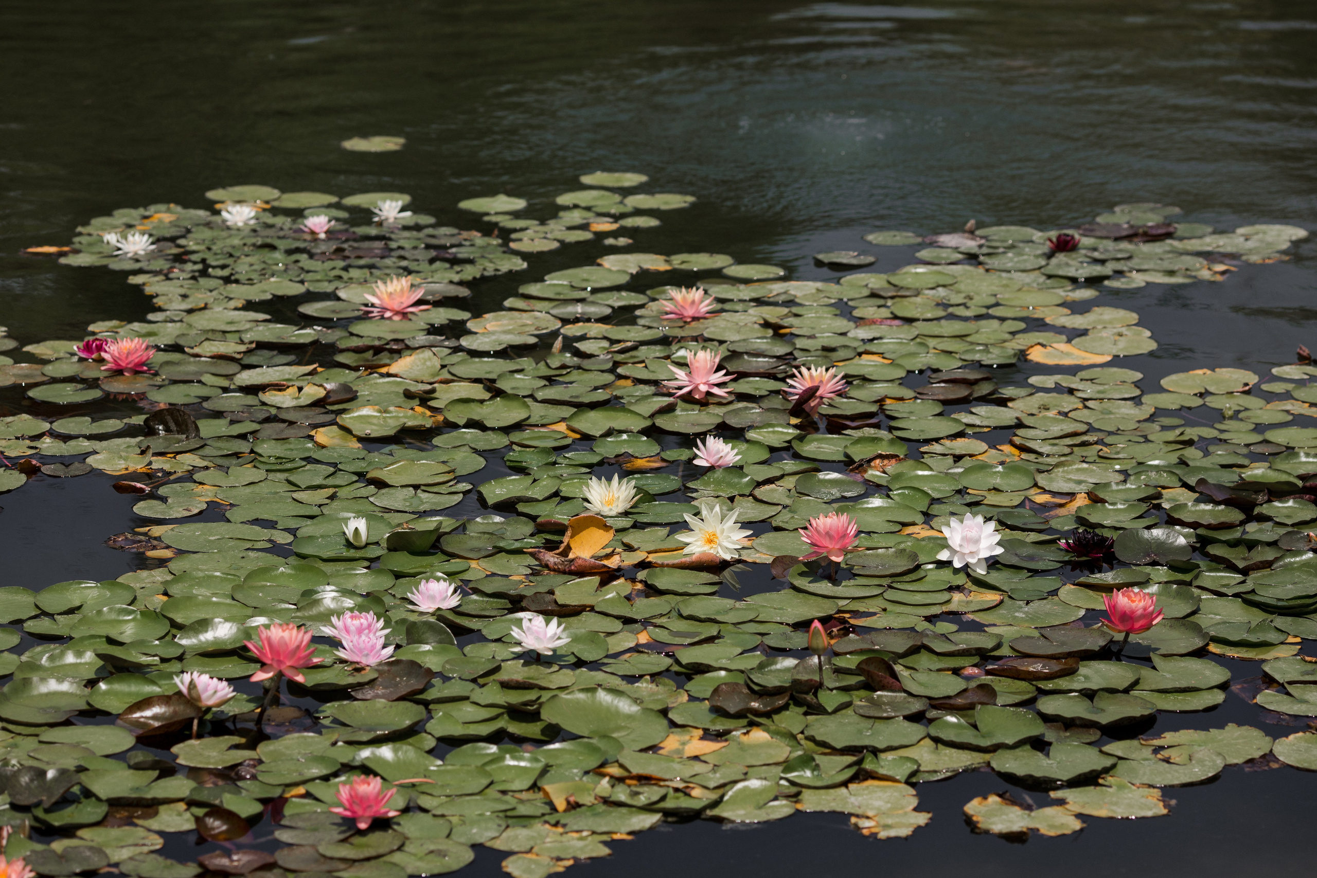 Лев и Диана. Свадебный и семейный фотограф в Краснодаре