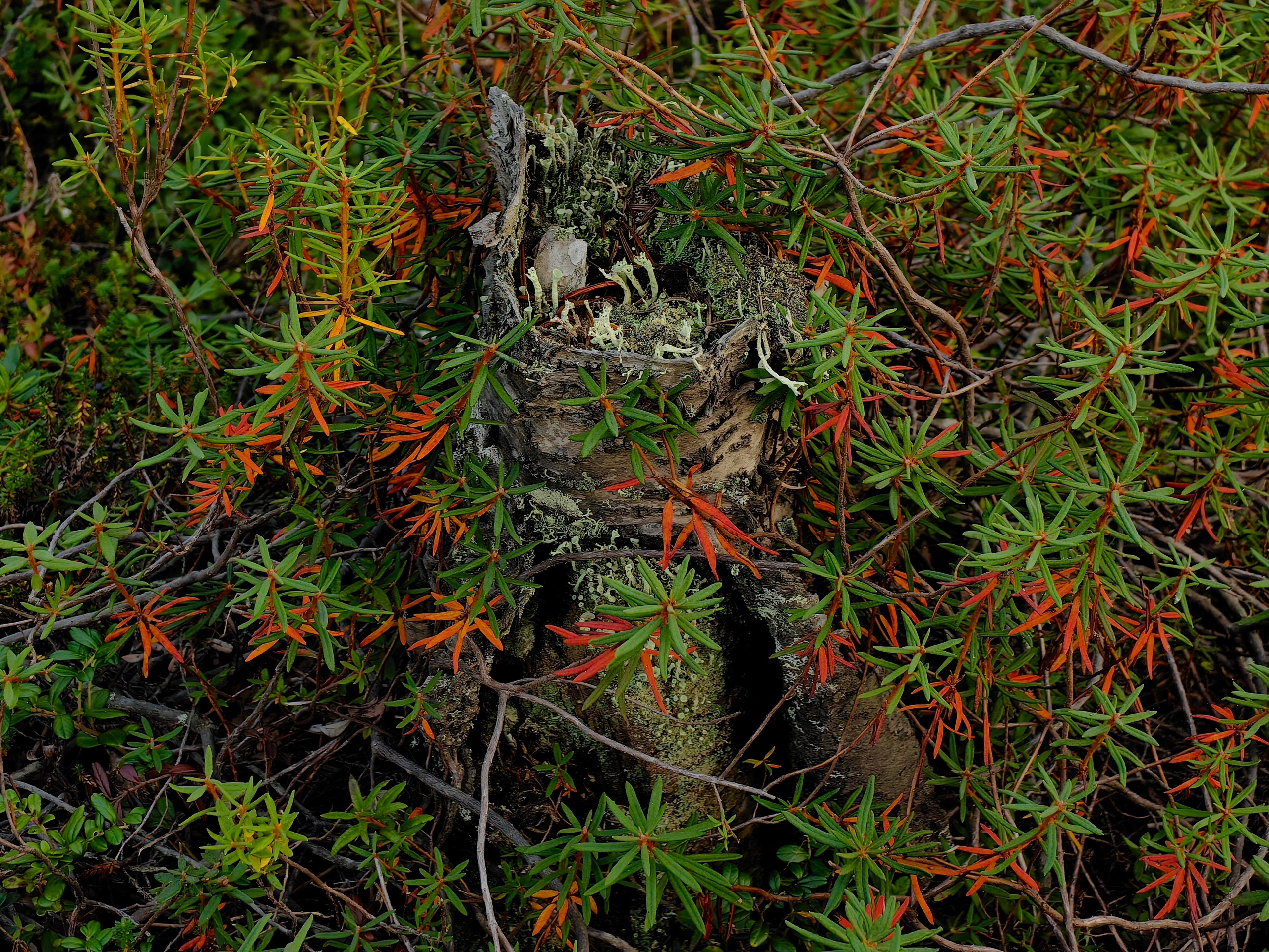 Мурманская область. Фотограф Евгений Андреев