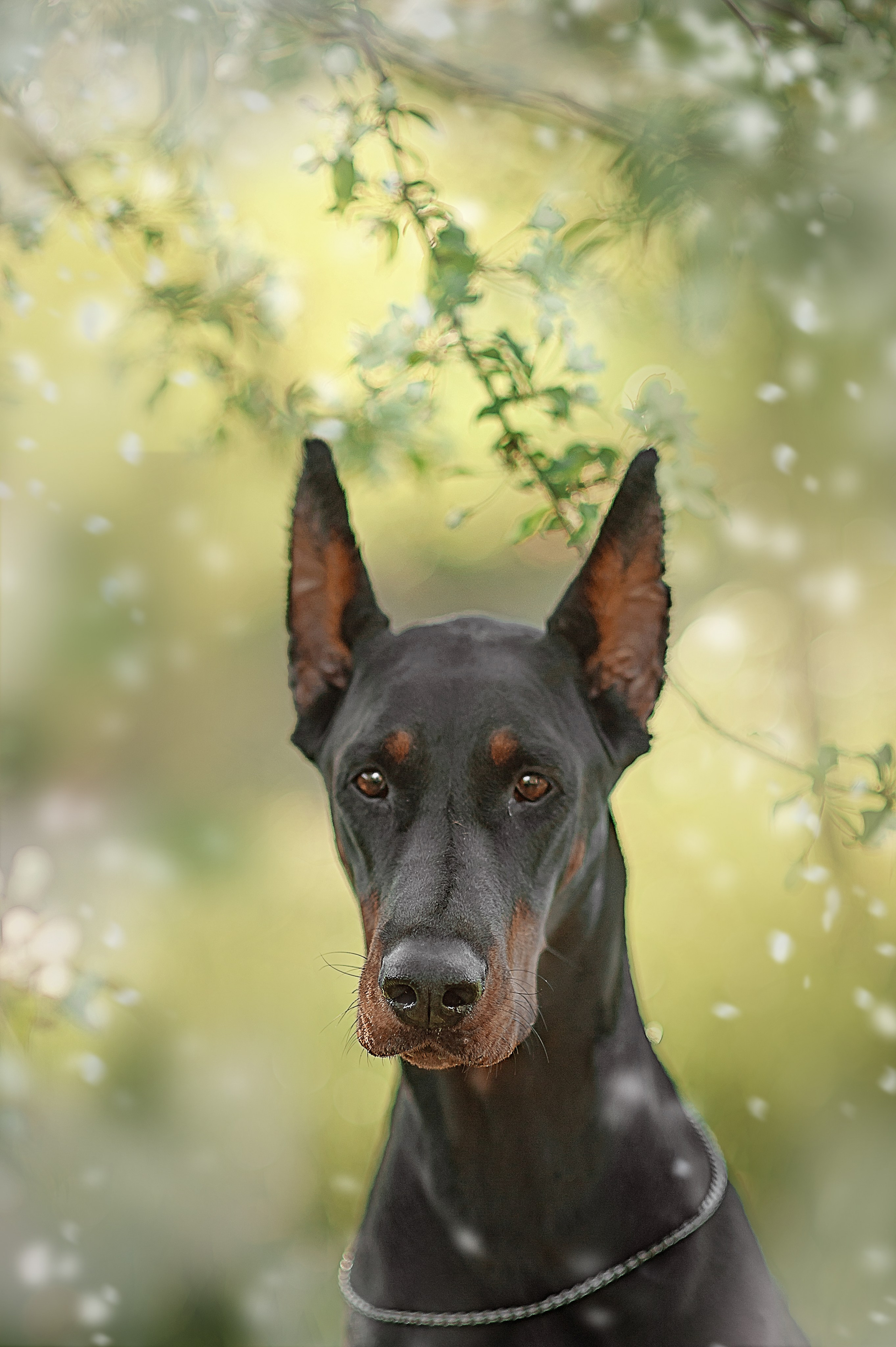 Фотосессия животных в Ижевских, фотограф животных. Детский, семейный фотограф в Ижевске и Москве Аксинья Лысенкова ADEN