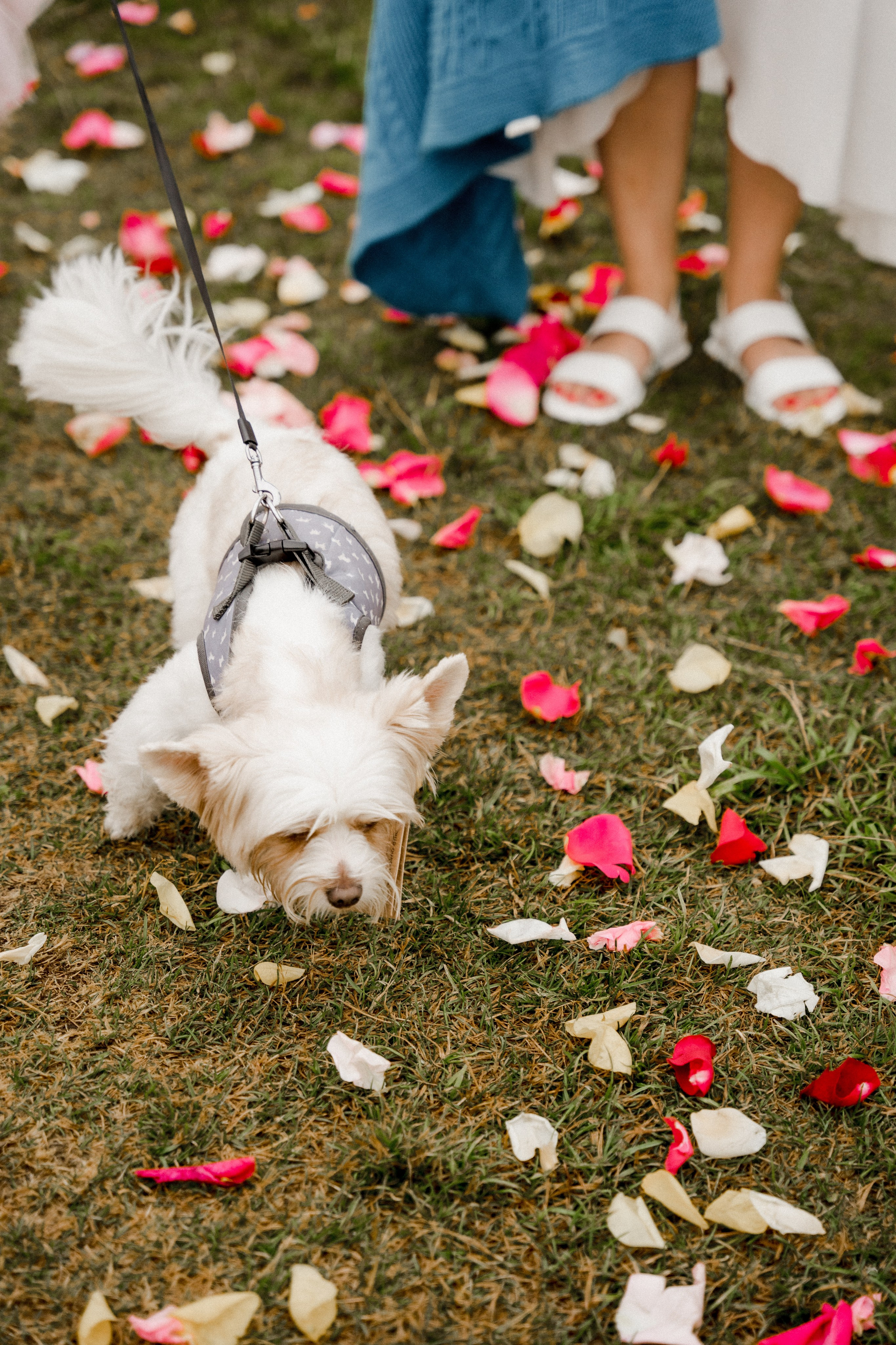 Maxim & Liana. Dolce_wedding