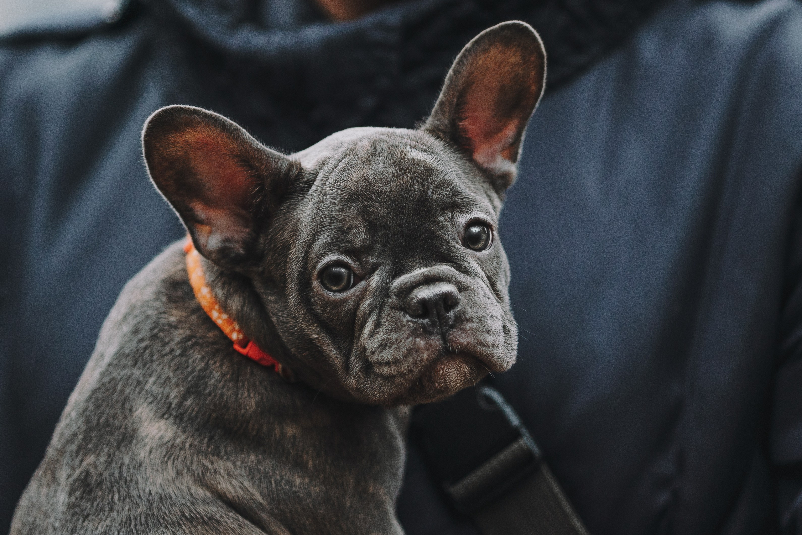 Французские бульдоги. Фотограф анималист Осипчикова Мария