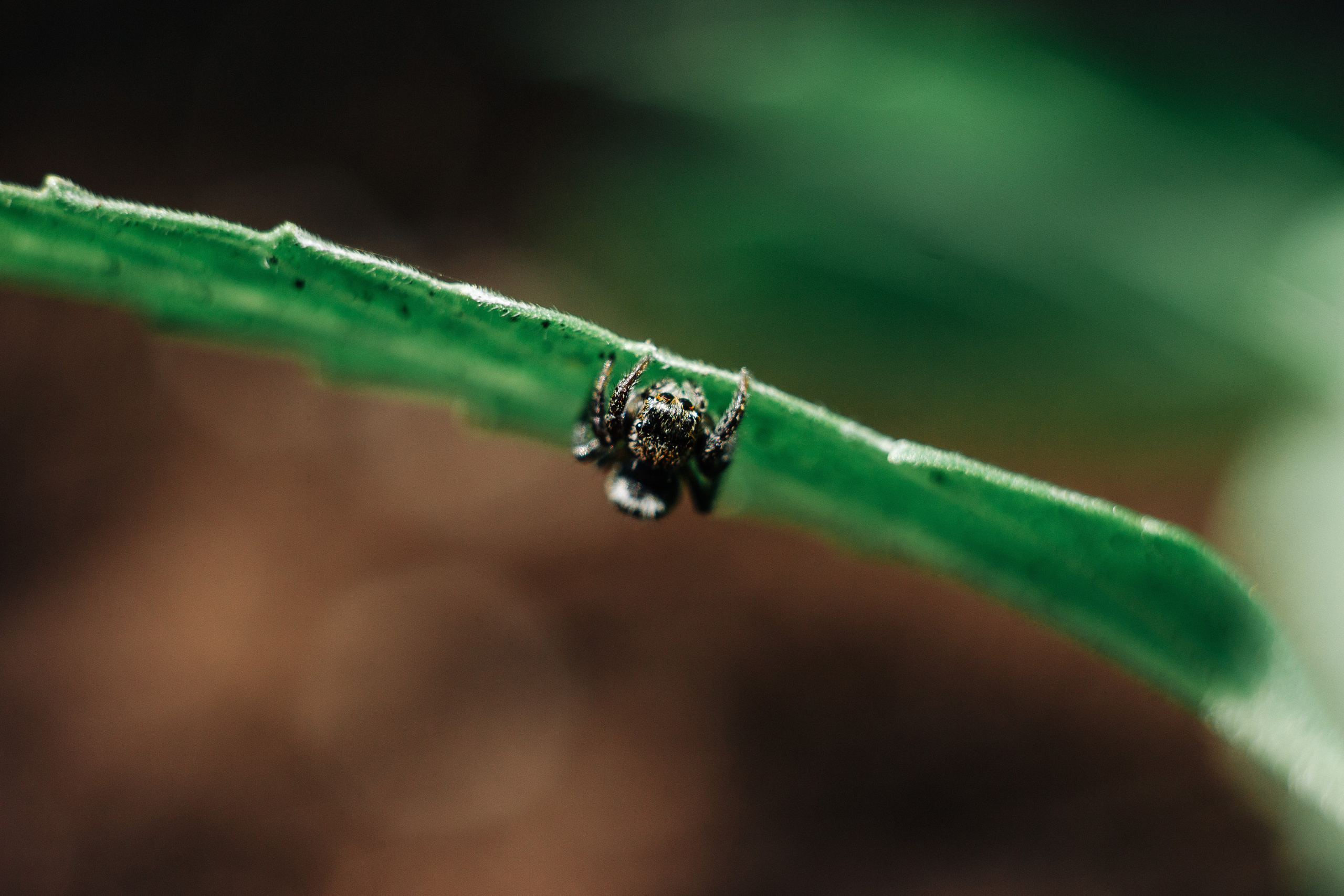 MACRO. Фотограф. Пейзажи, макро, портреты. Город Енакиево, без границ в съёмке