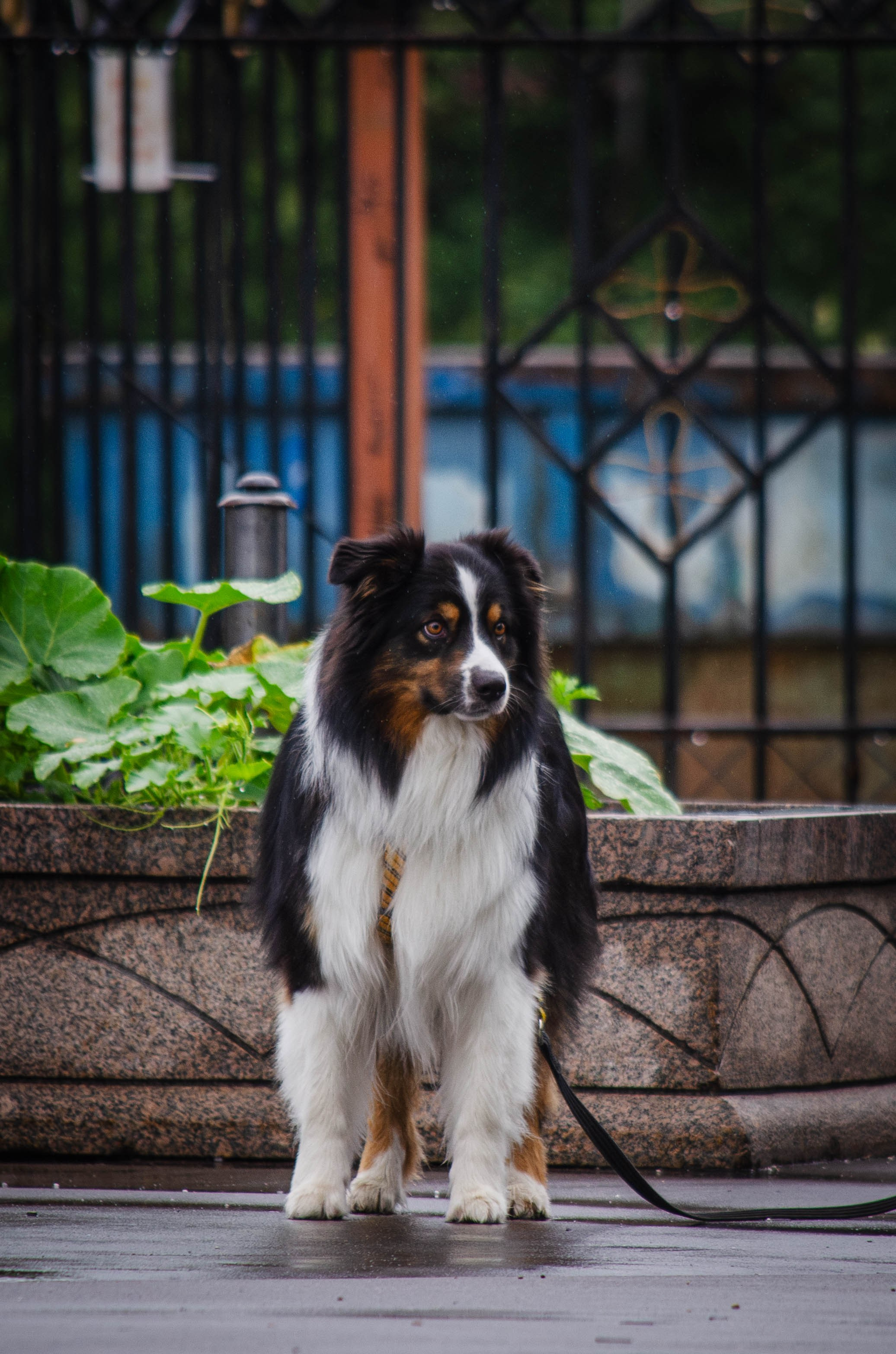 Арья и Оззи. Фотограф Светлана Блинова, Москва и Московская область
