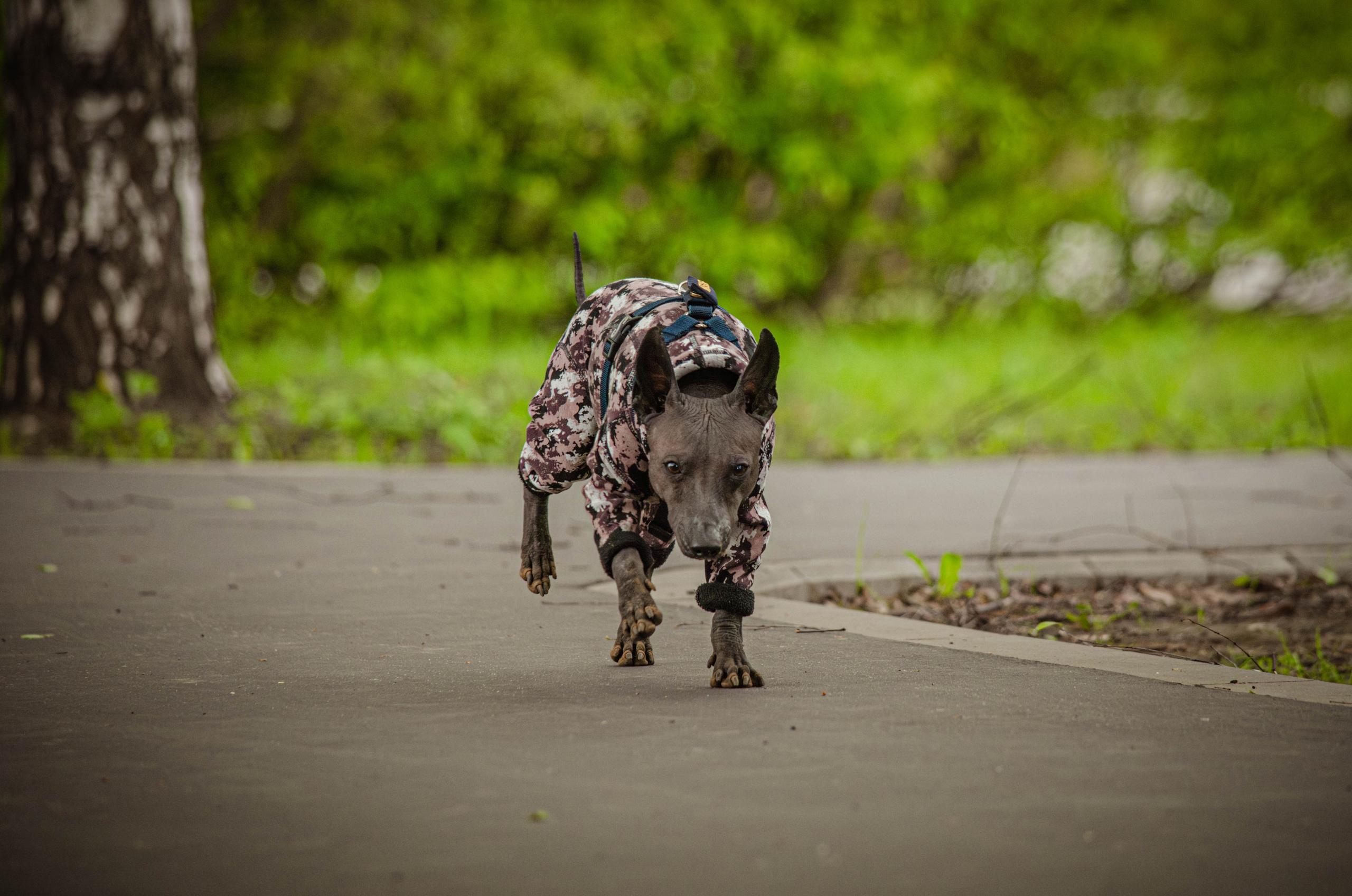 Сёма. Фотограф Светлана Блинова, Москва и Московская область