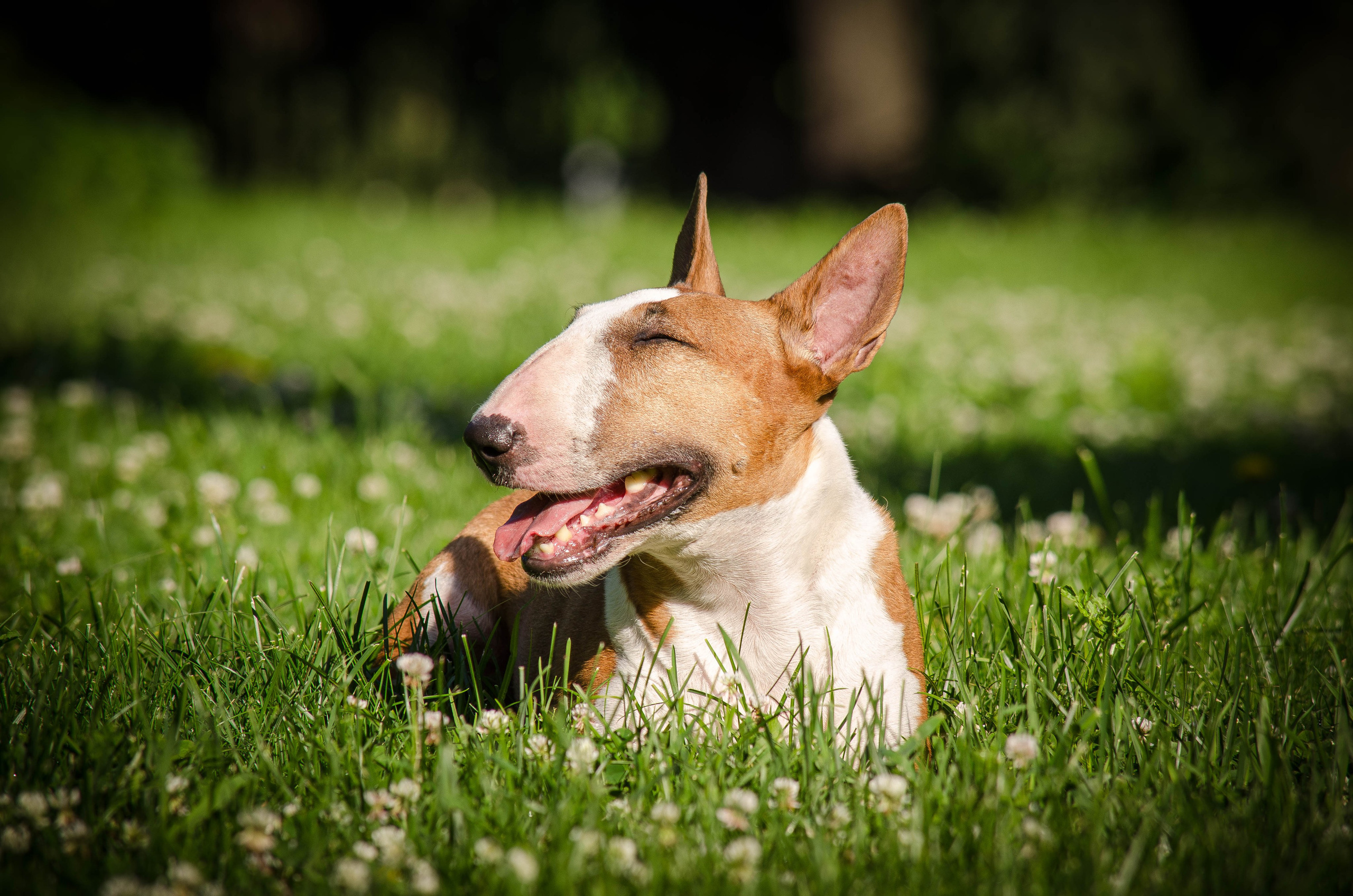 Пуля. Фотограф Светлана Блинова, Москва и Московская область