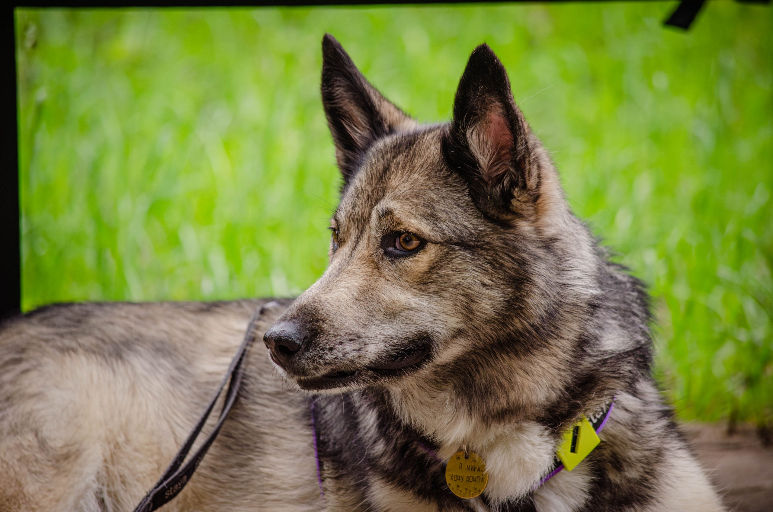 Мира и Чиж. Фотограф Светлана Блинова, Москва и Московская область