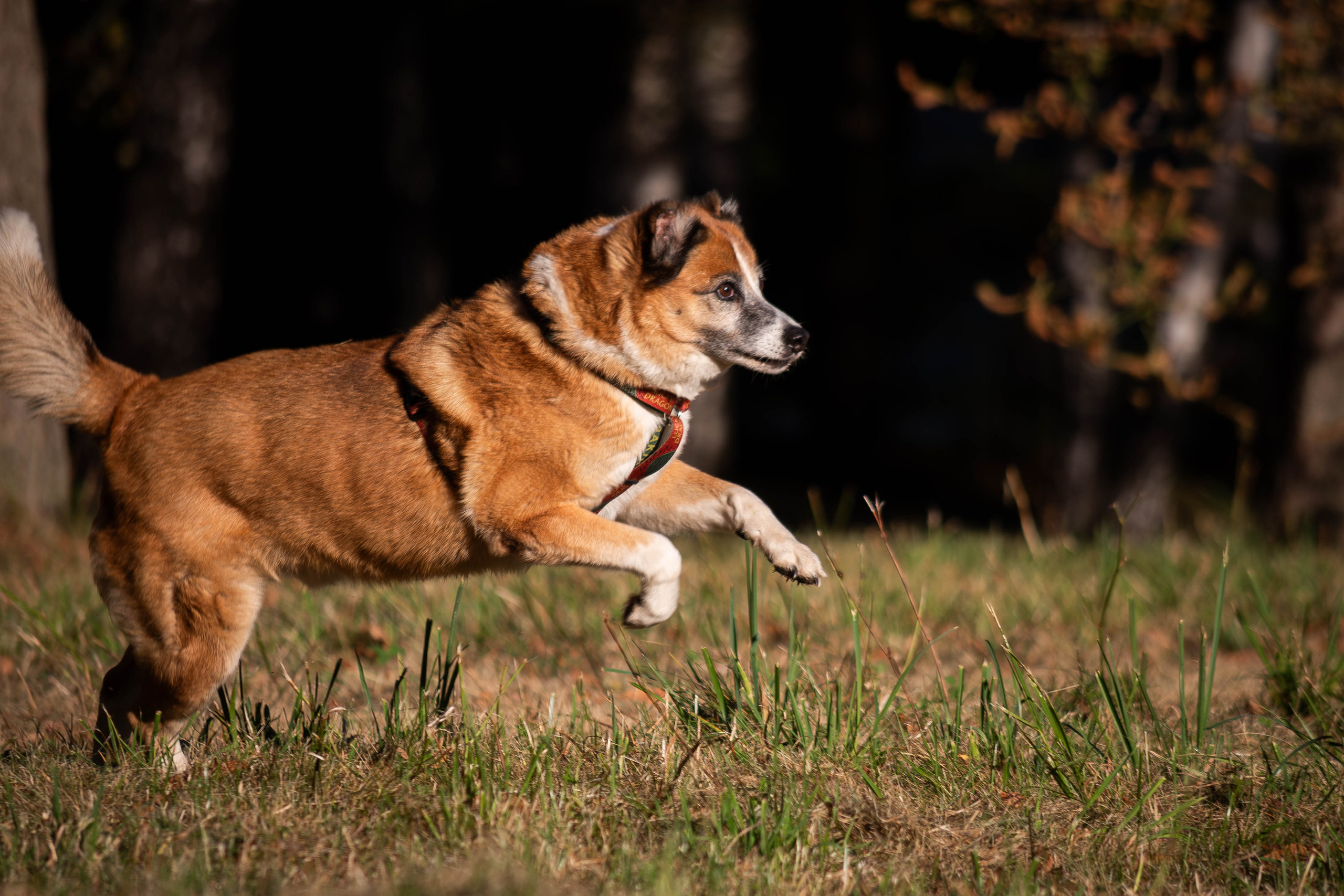 Ник и Полина. Фотограф Светлана Блинова, Москва и Московская область