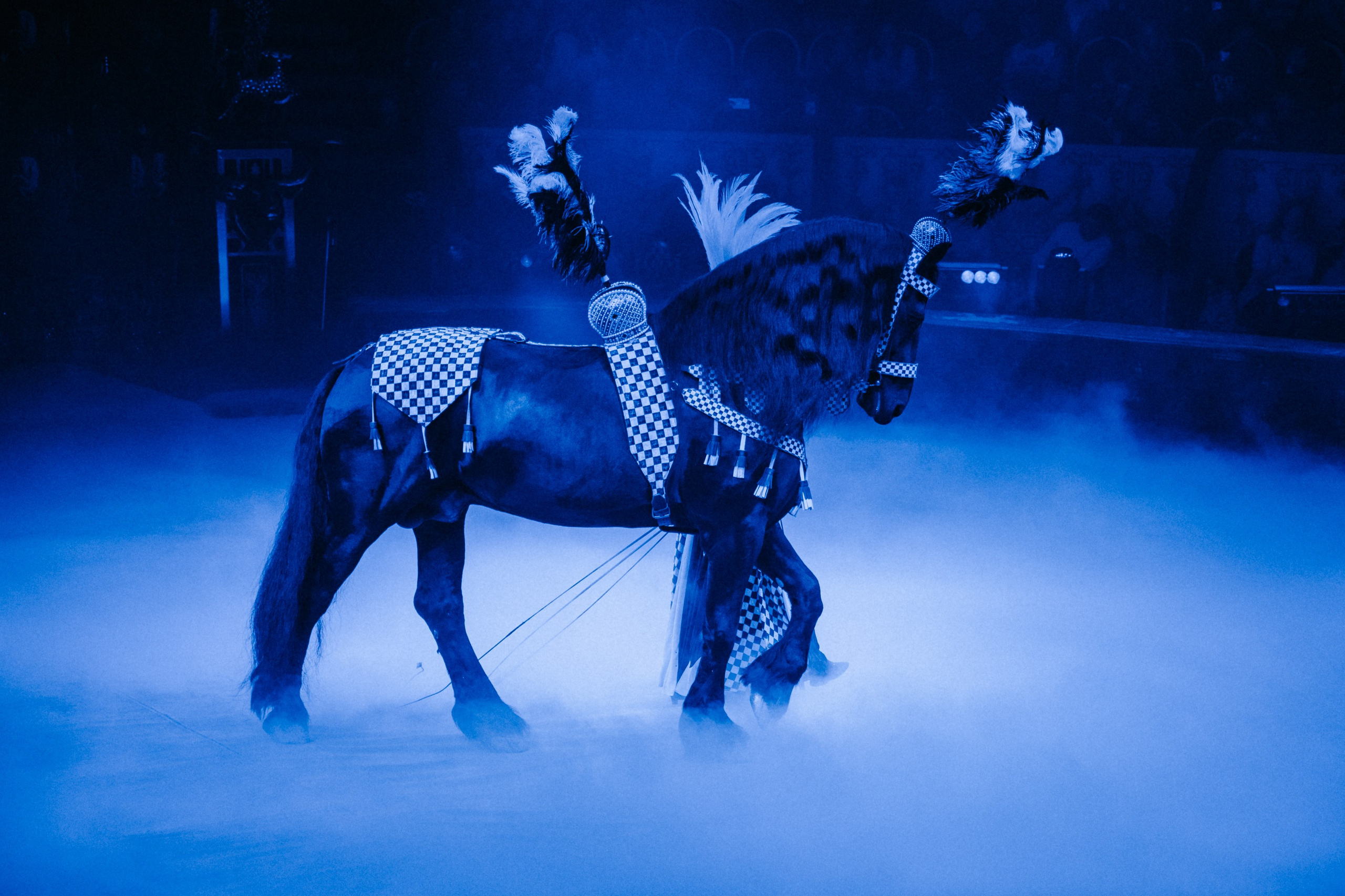 Королевский Цирк Гии Эрадзе. Репортажный и портретный фотограф в Санкт-Петербурге Степлевич Дарья