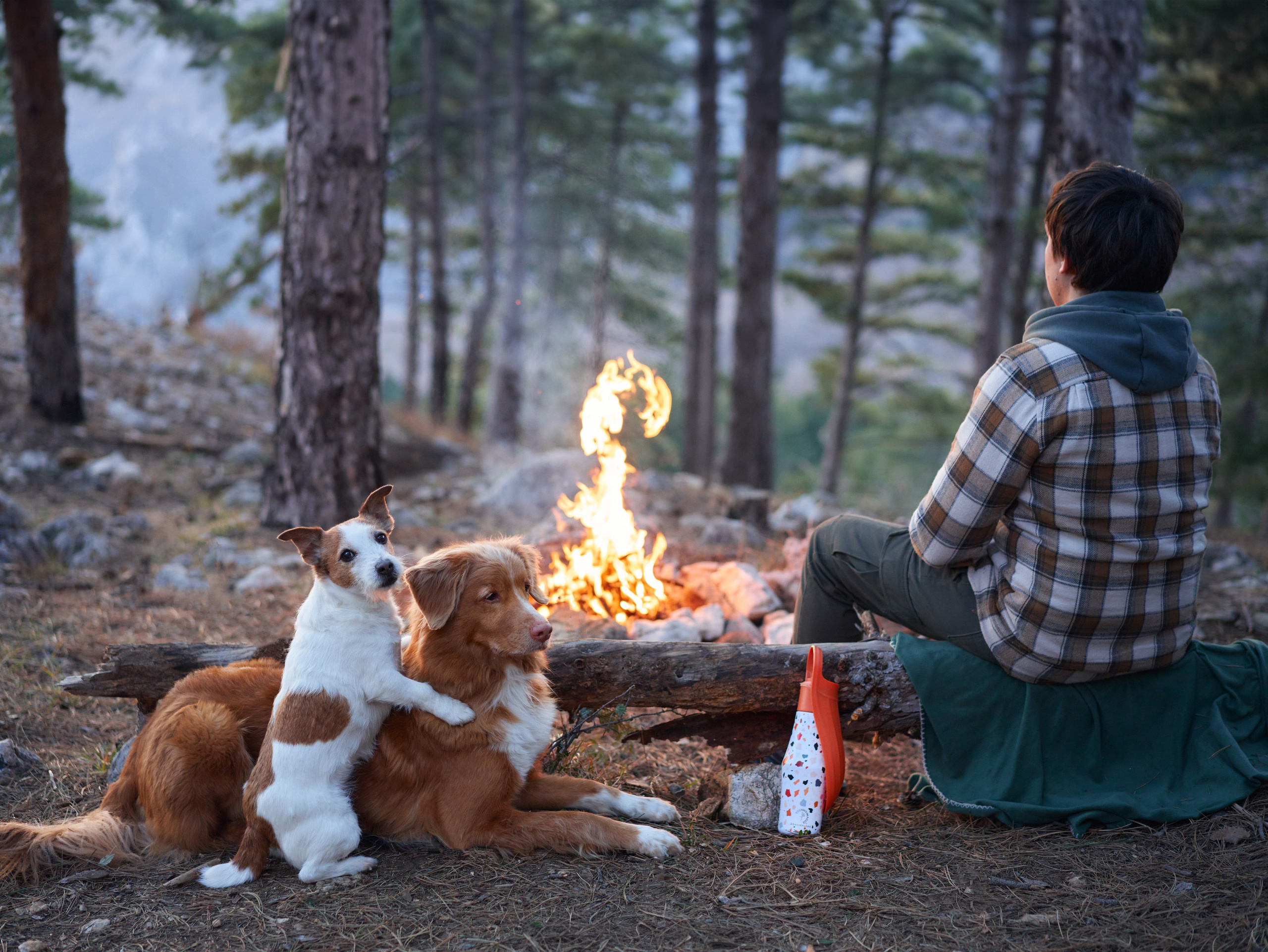 Advertising shooting with animals. Pets in advertising. Dog photographer Averianova Anna — Art photography of dogs