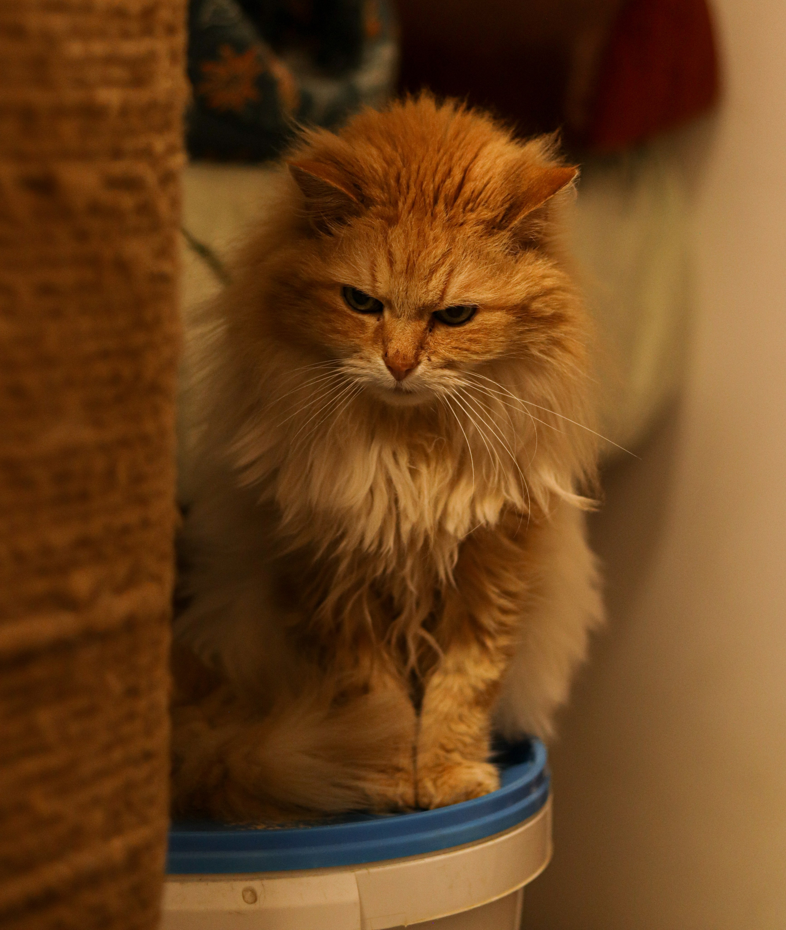 Петербургский дом кота (27 июня 2024). Ивентный фотограф в Санкт-Петербурге Олег Комков