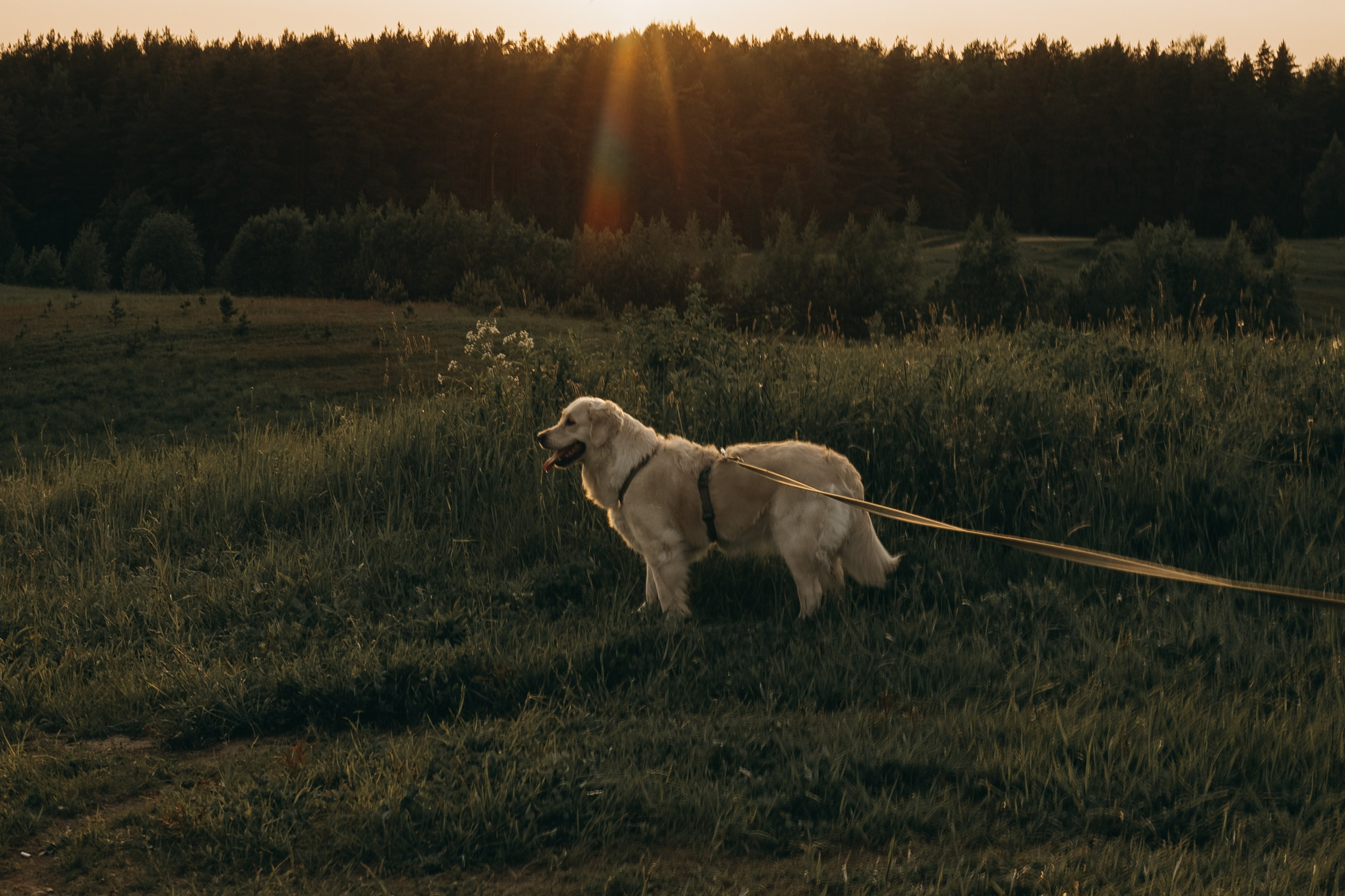 Милка и ребята. Фотограф — Анималист | Санкт-Петербург