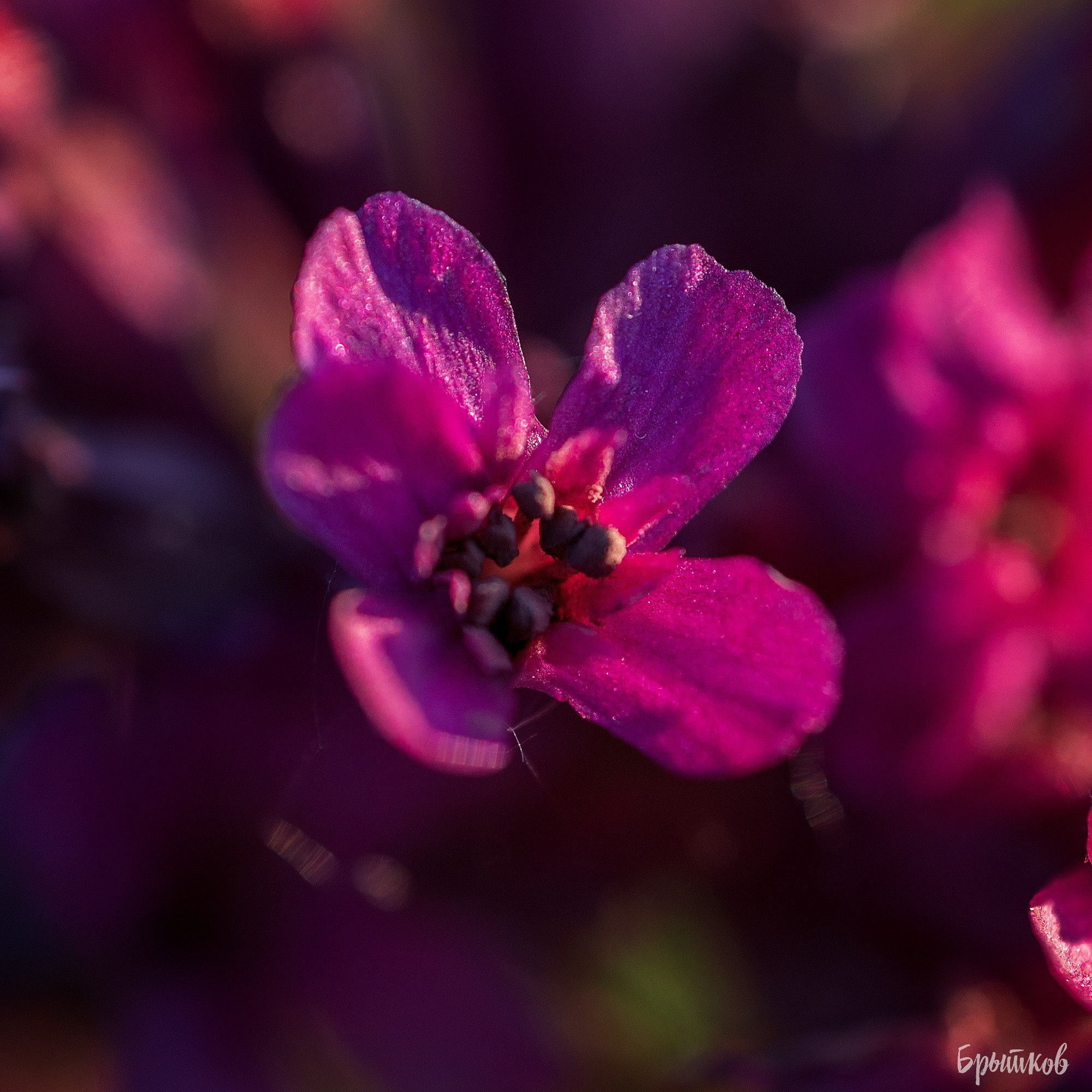 Поля. Смолка клейкая. Николай Брытков — фотограф в Туле