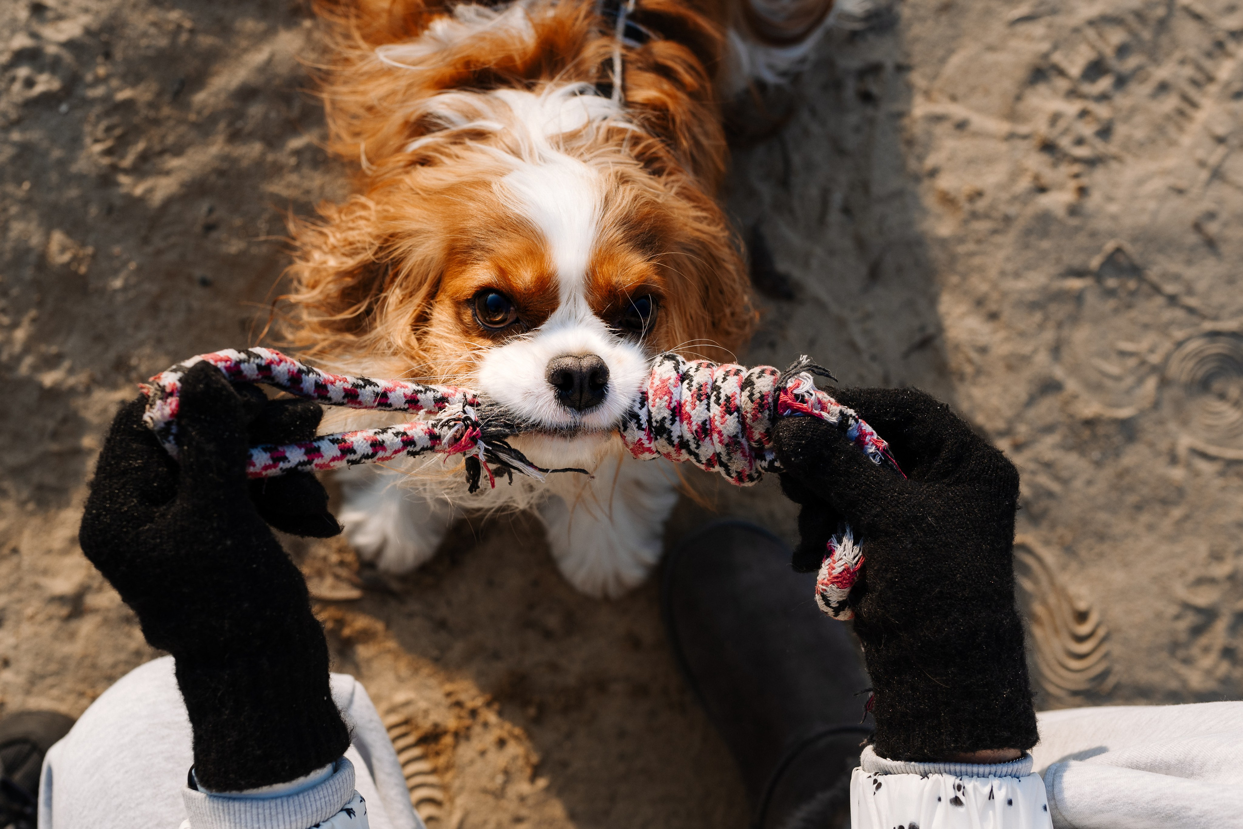 Лена и Арчи. Фотограф анималист в Москве Ольга Агушева
