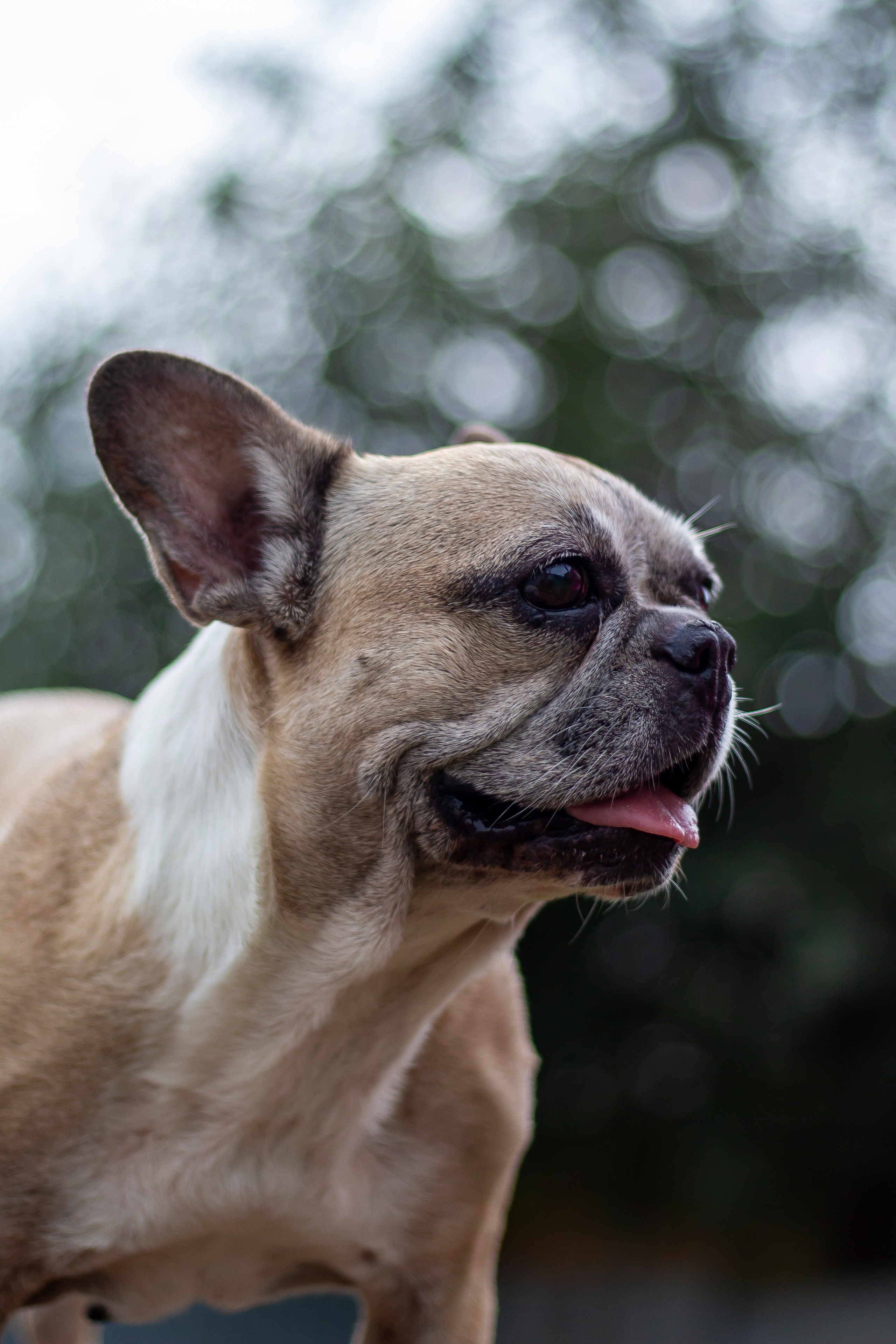 Собачья жизнь — Зоогостиница «Счастливые мечтатели». Фотограф • Орехово-Зуево • Балашиха • TEFO