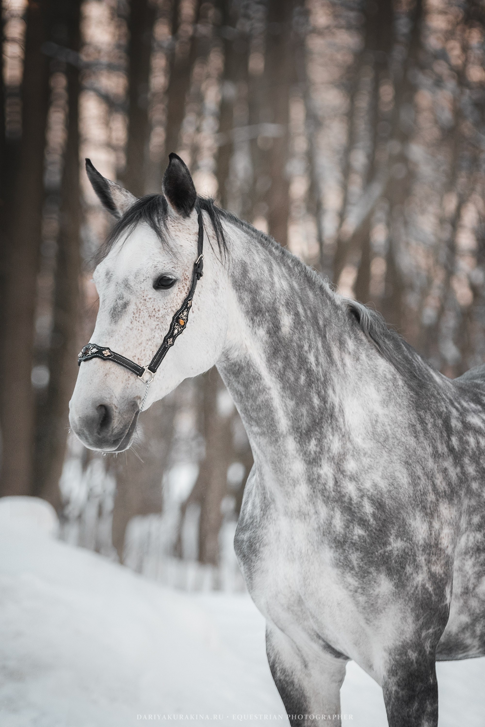 Ловеласка и Клистал Лав, «ЮНА». Конный фотограф Куракина Дарья • Фотосессии с лошадьми