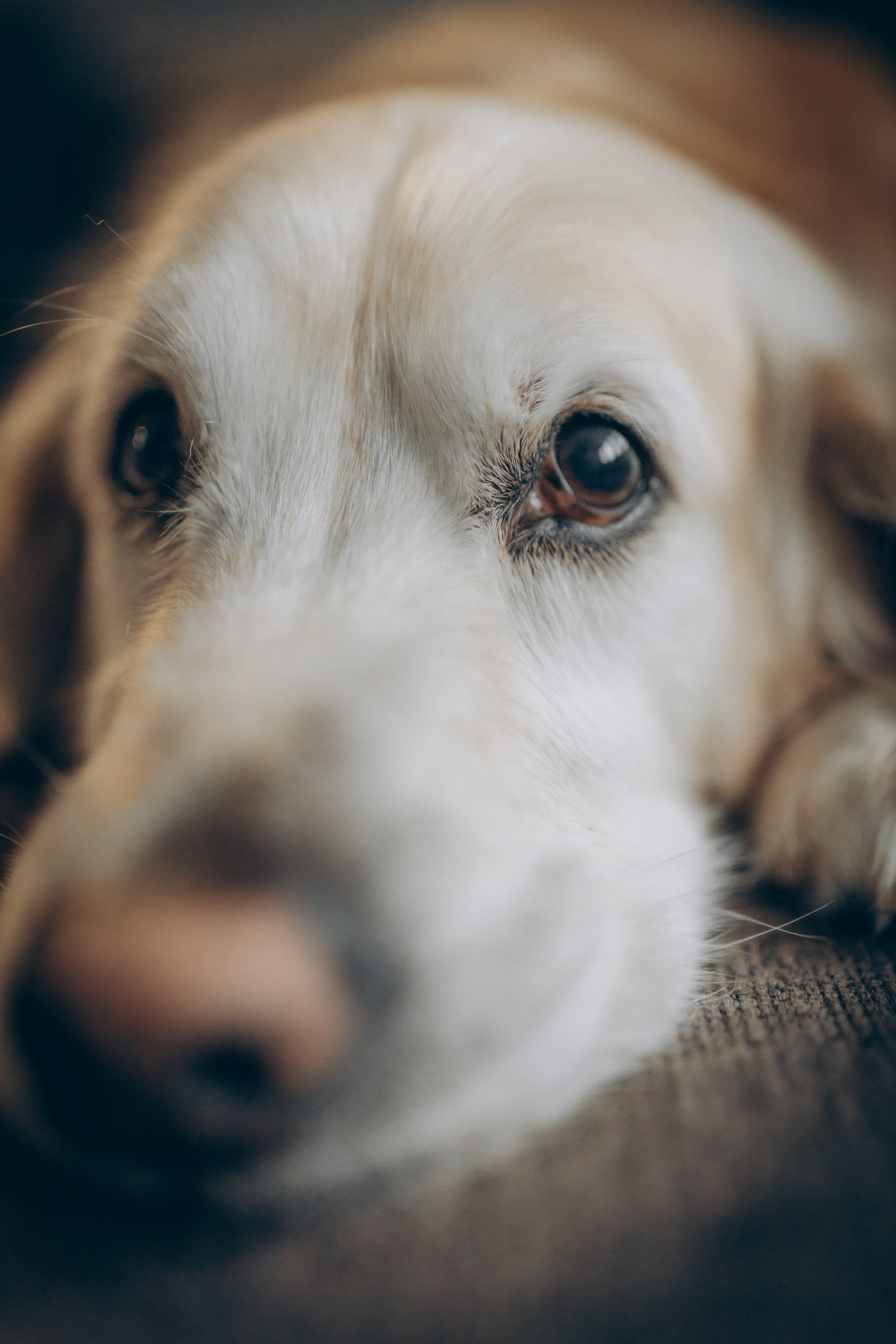 Вика, Вова и Федя. Семейный фотограф и фотограф на роды в Ростове-на-Дону Мухина Виктория