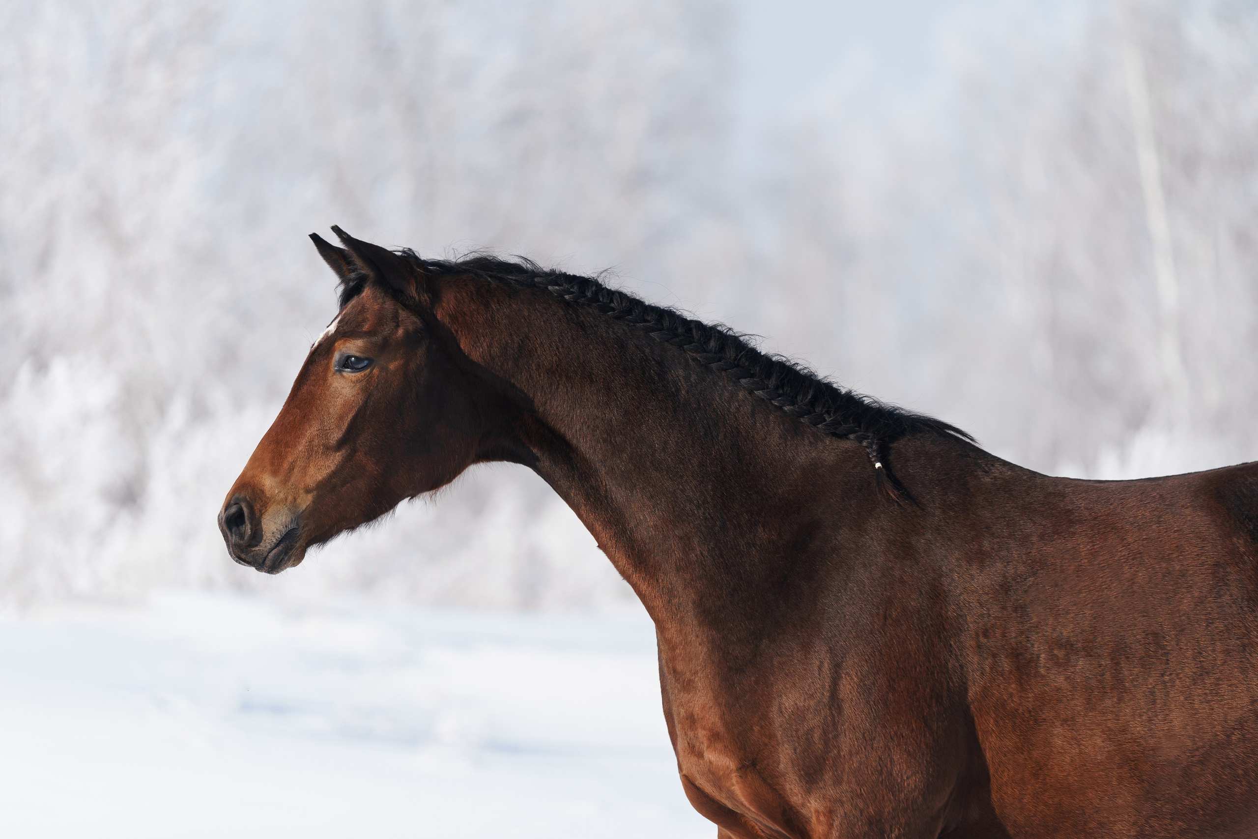 Палпея. Главная
