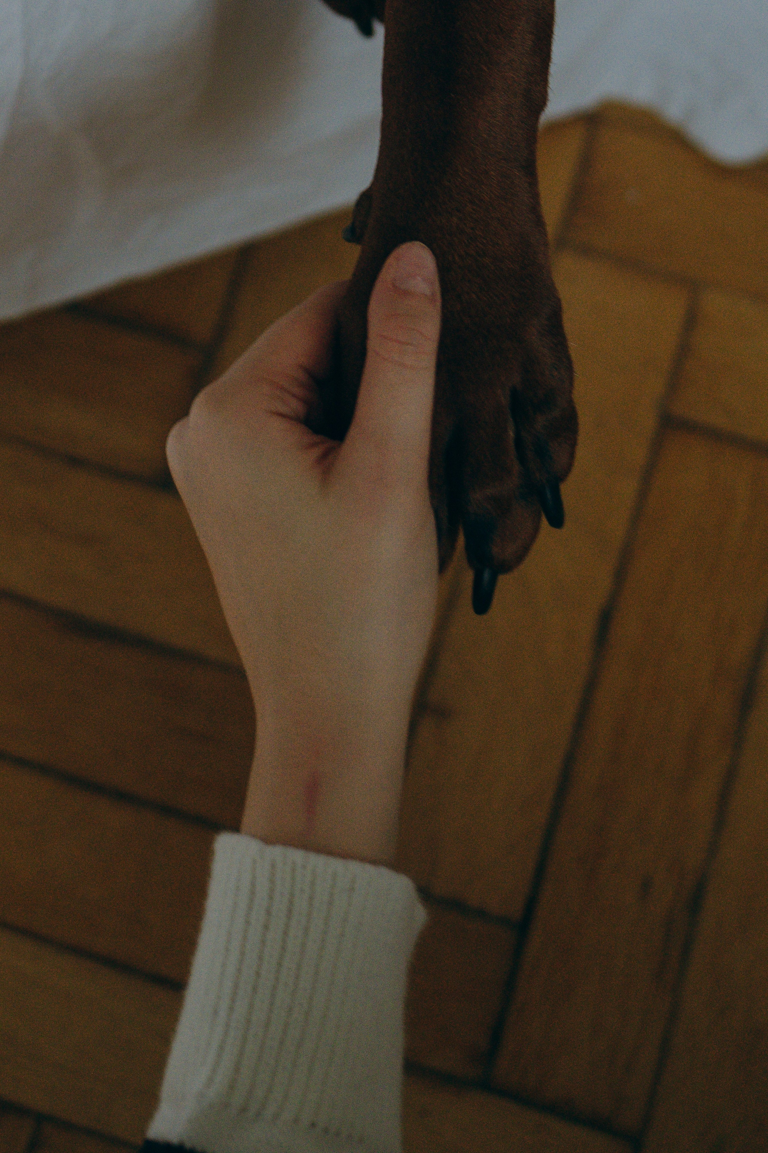 Саша и Асти. Фотограф анималист в Москве и Санкт-Петербурге Свиридова Анна