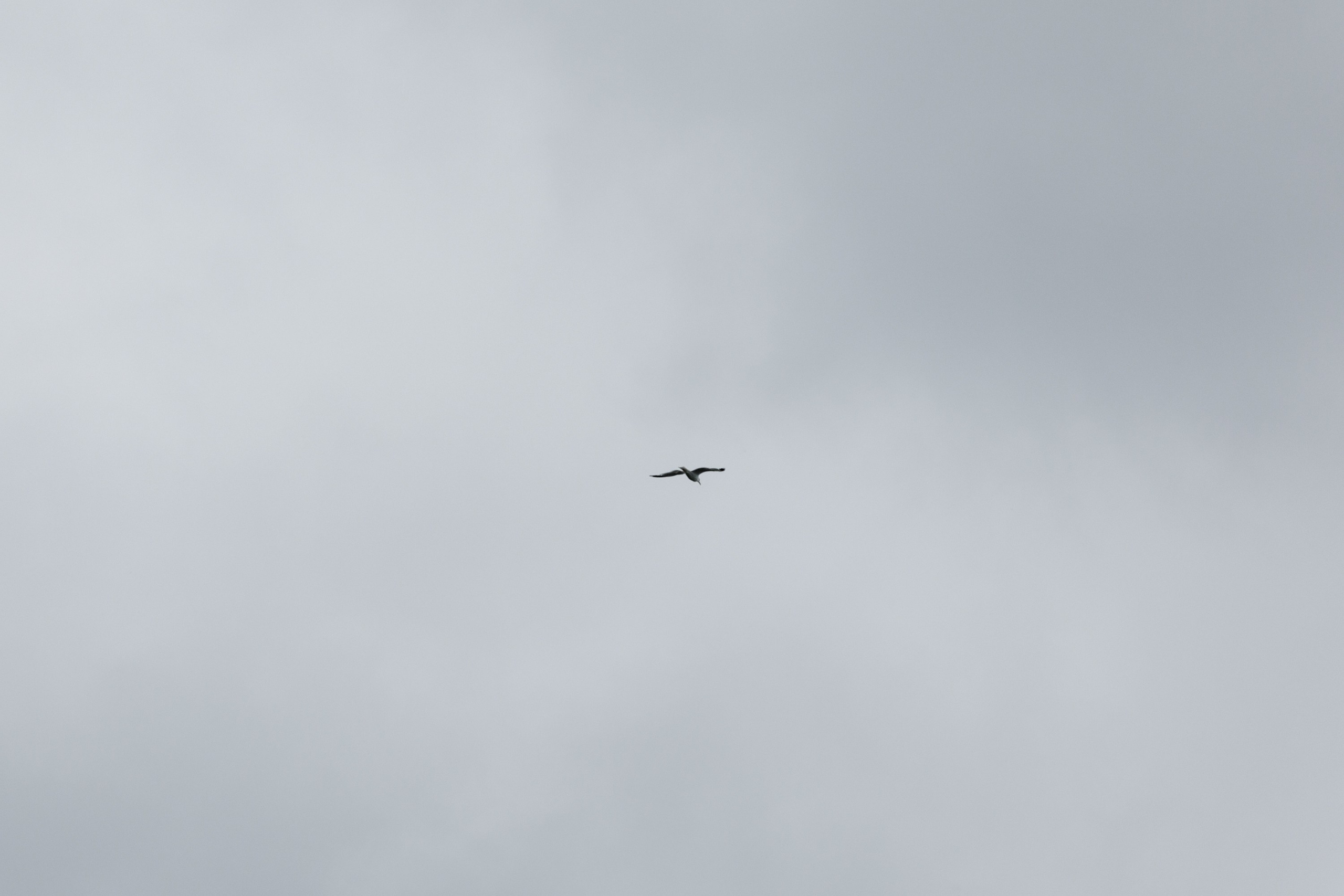 Леонид и Милена. Свадебный фотограф