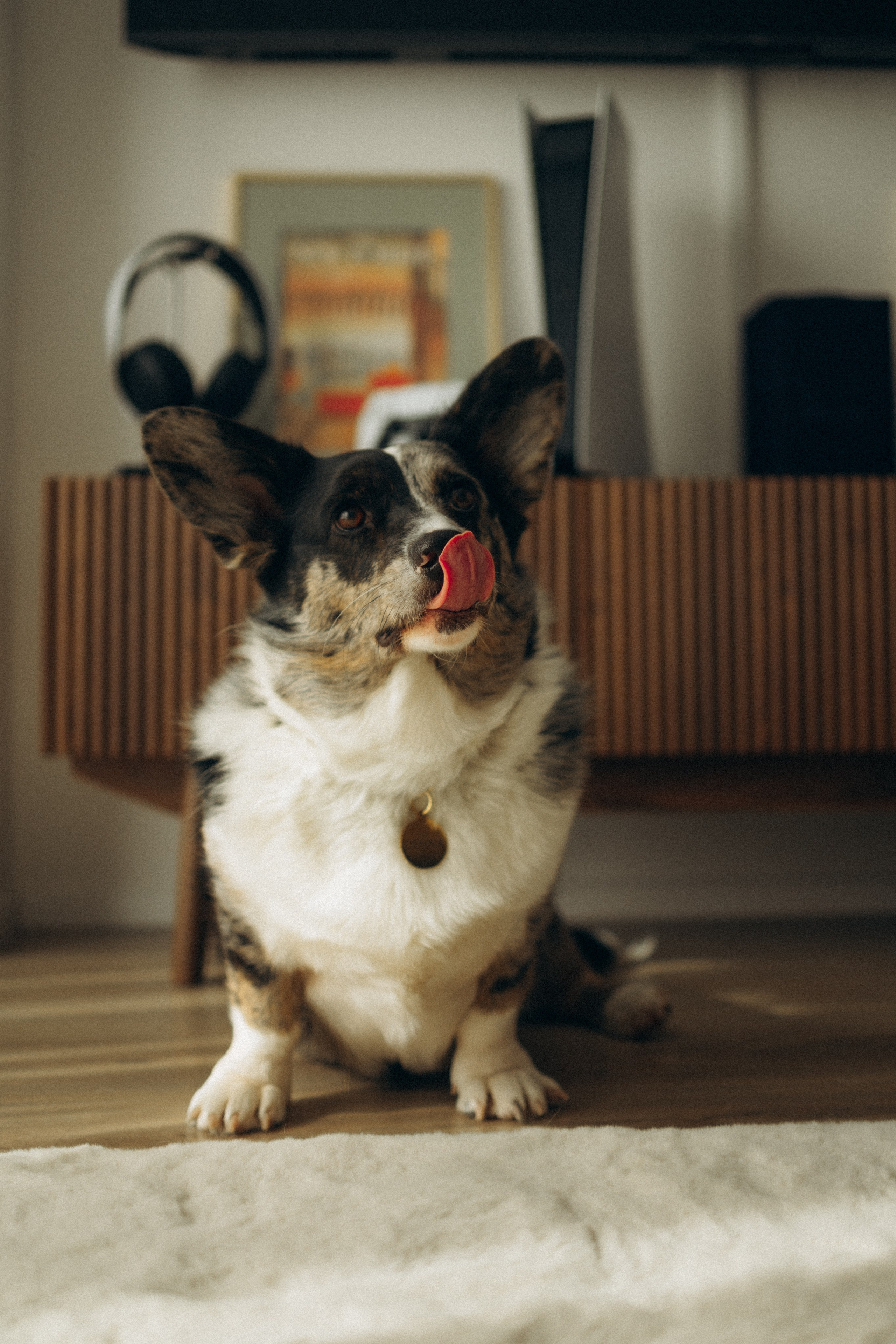 Бэлла, Деми и Луна. Фотораф — анималист Мария Шистка