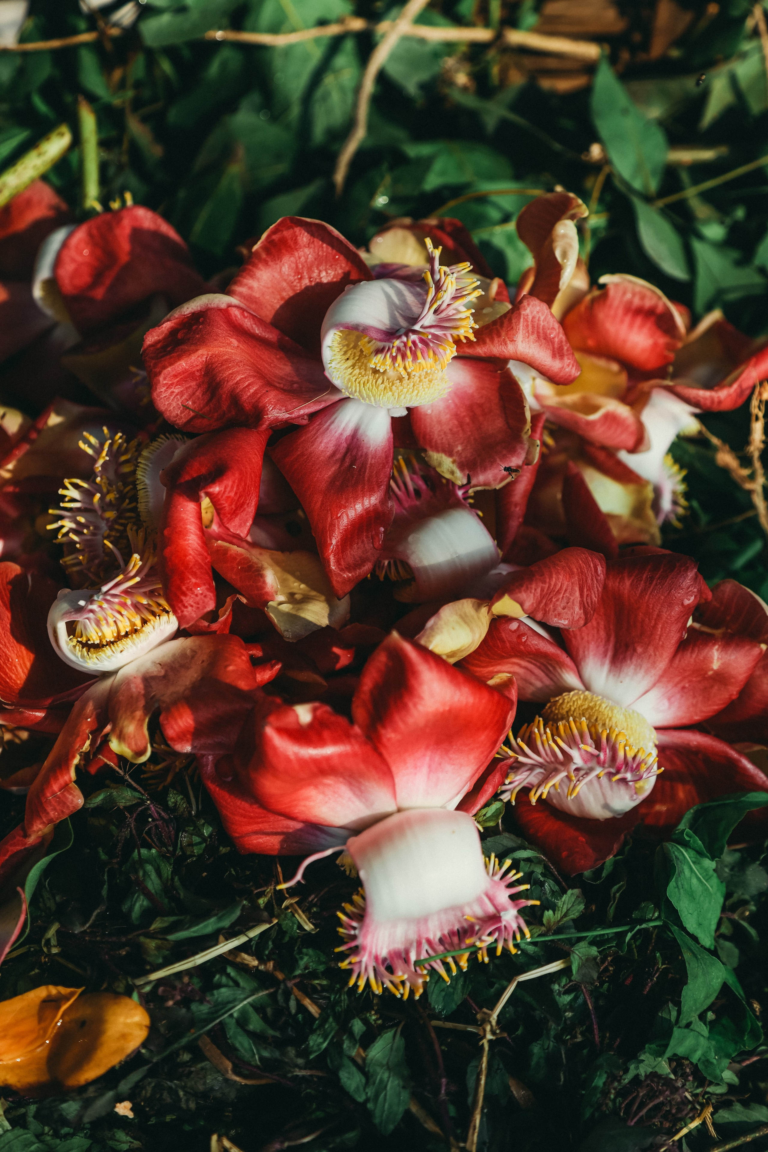 Бхубанешвар, Индия, Столица штата Одиша. Фотограф Юля Постнова