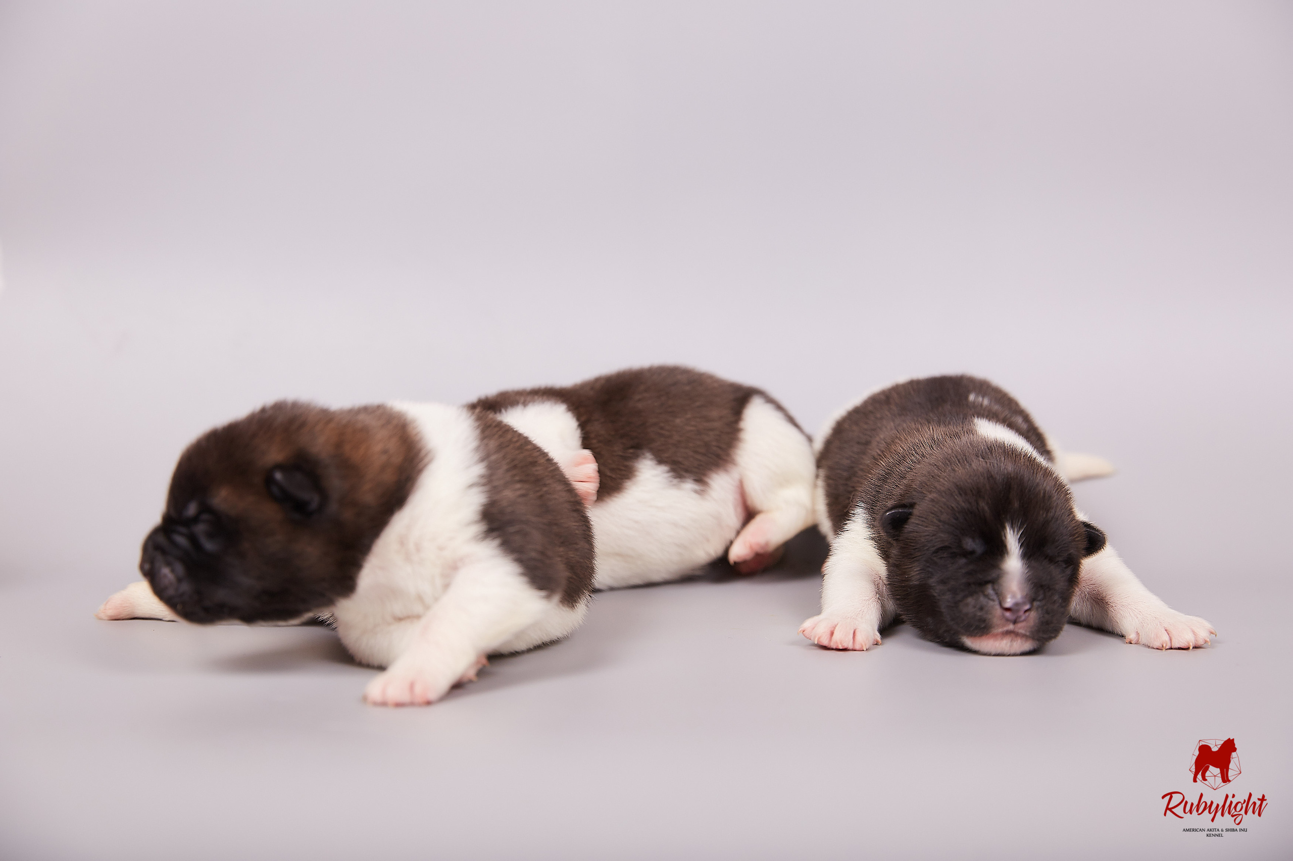 Американская акита щенки питомник Рубилайт RUBYLIGHT
