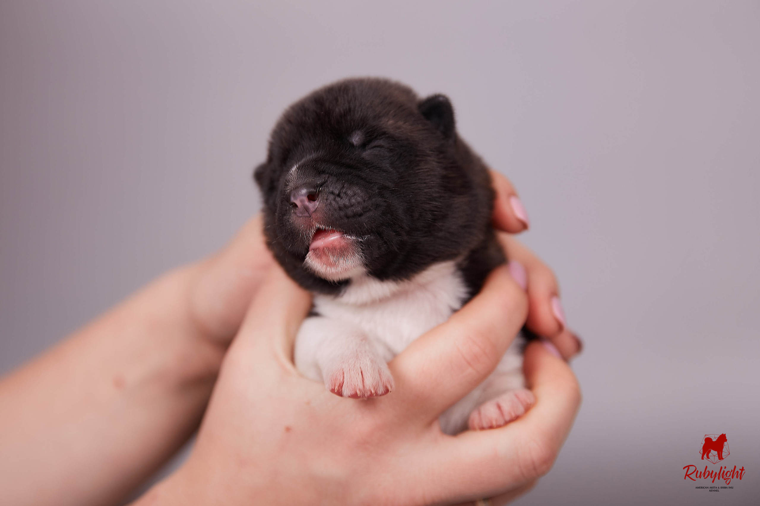 Американская акита щенки питомник Рубилайт RUBYLIGHT