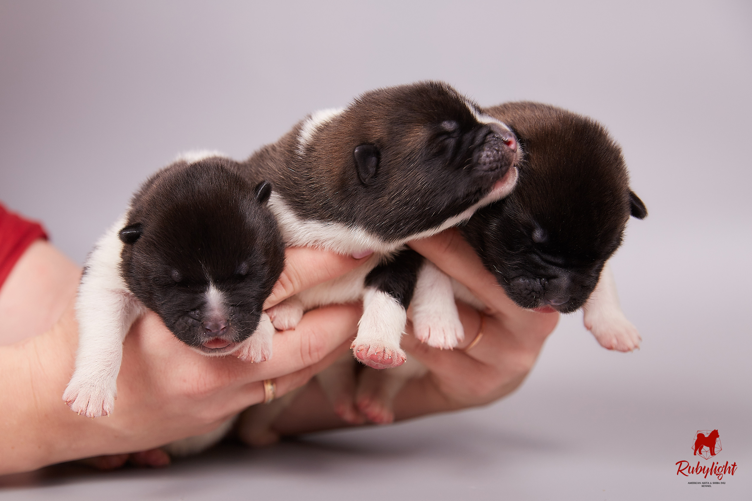 Американская акита щенки питомник Рубилайт RUBYLIGHT