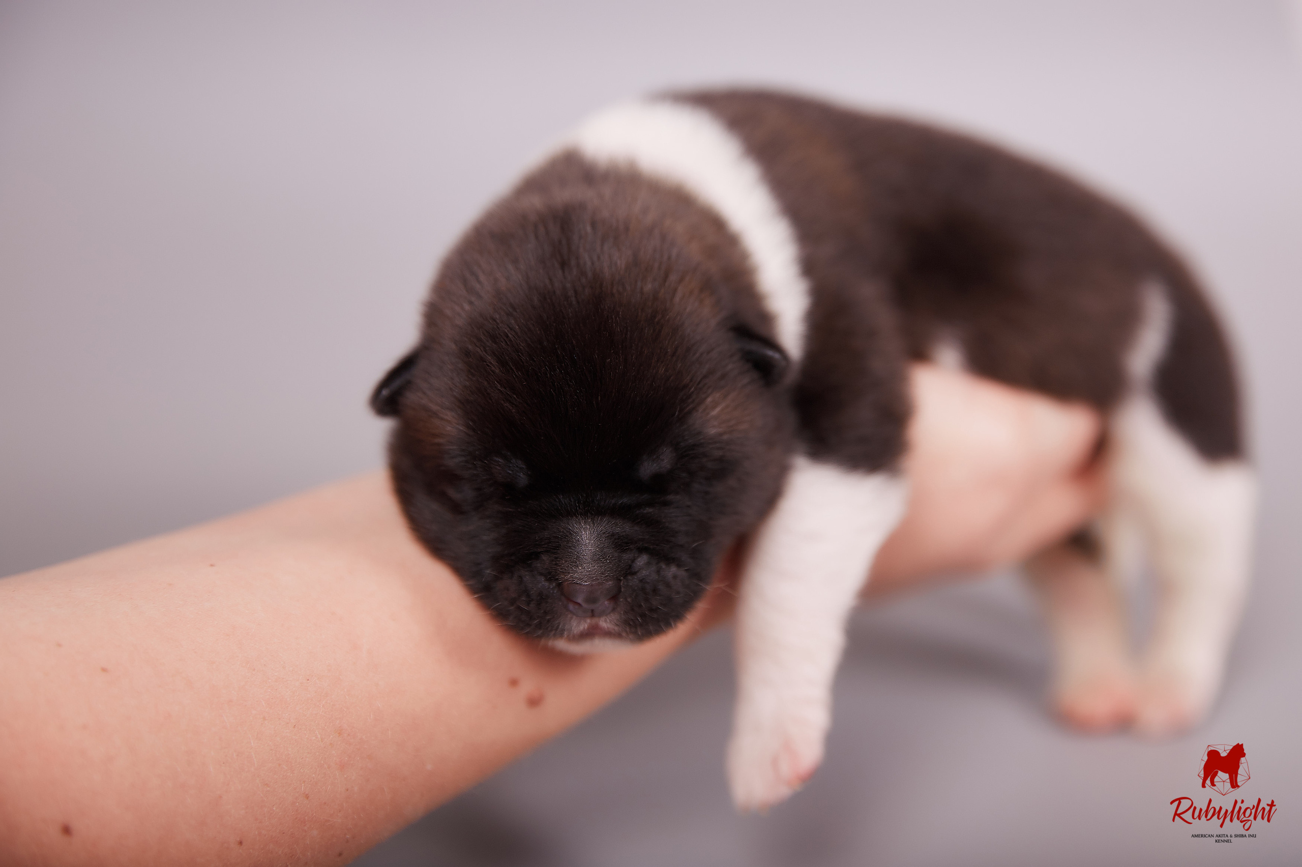 Американская акита щенки питомник Рубилайт RUBYLIGHT