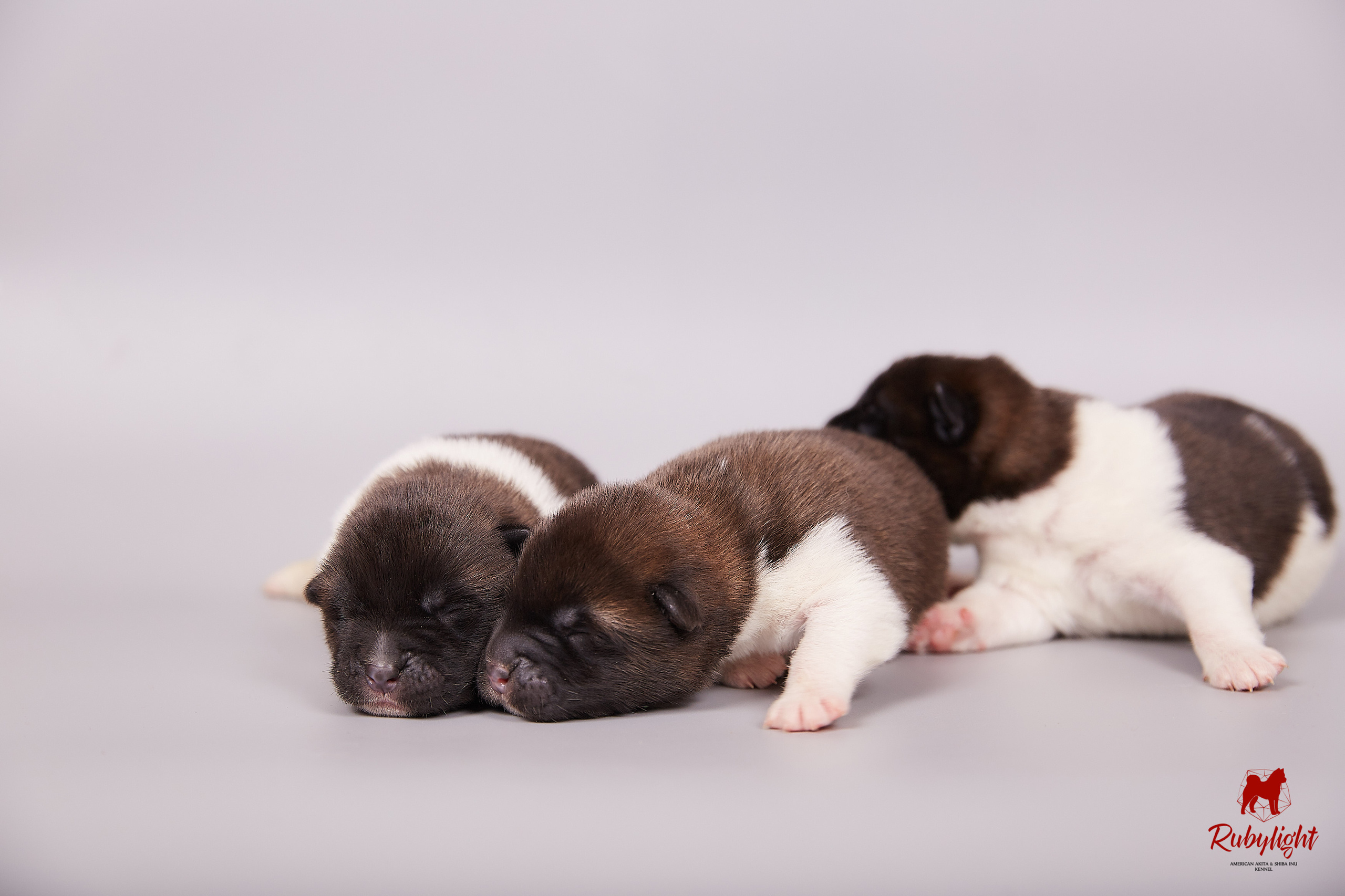 Американская акита щенки питомник Рубилайт RUBYLIGHT