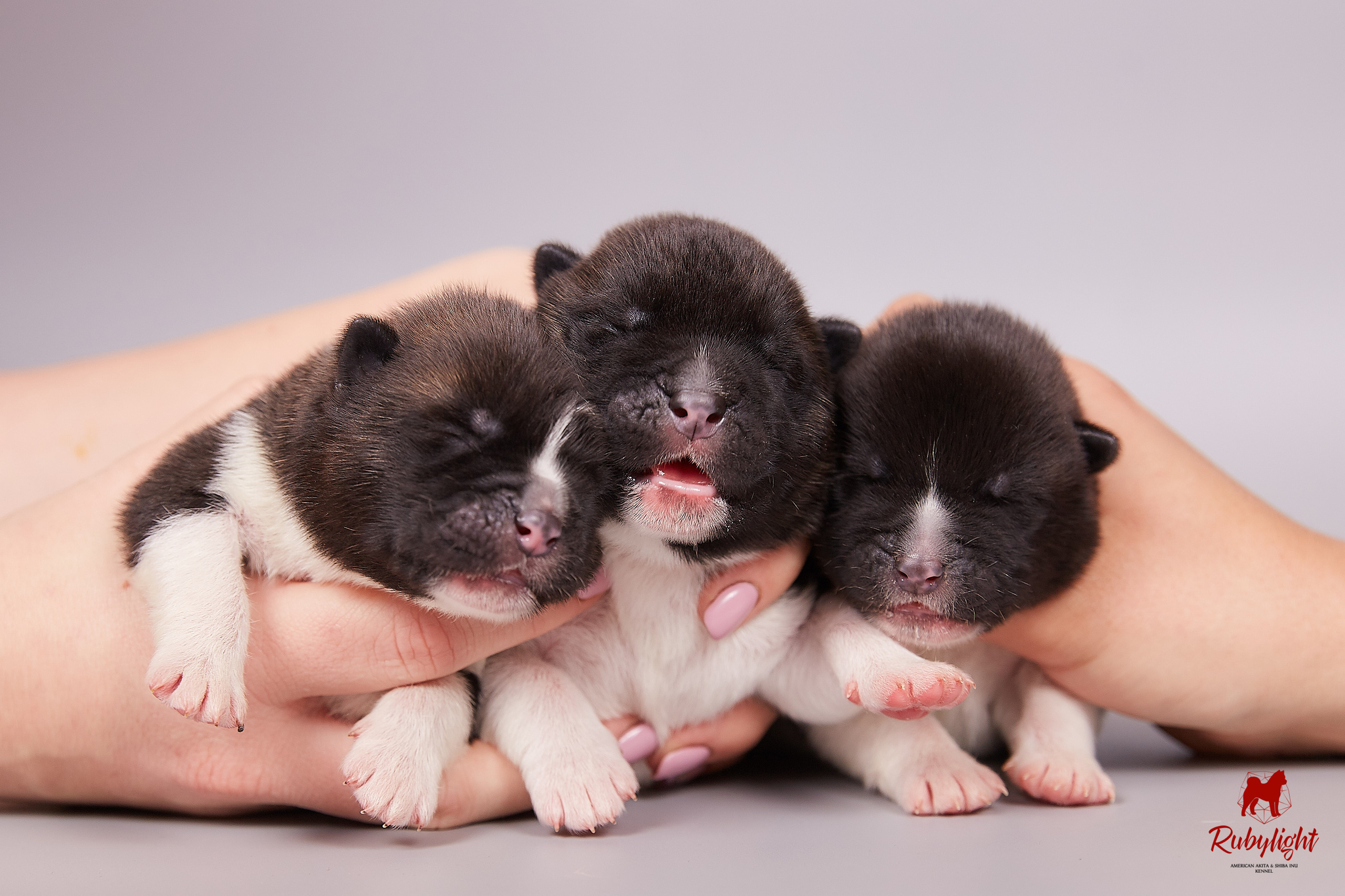 Американская акита щенки питомник Рубилайт RUBYLIGHT