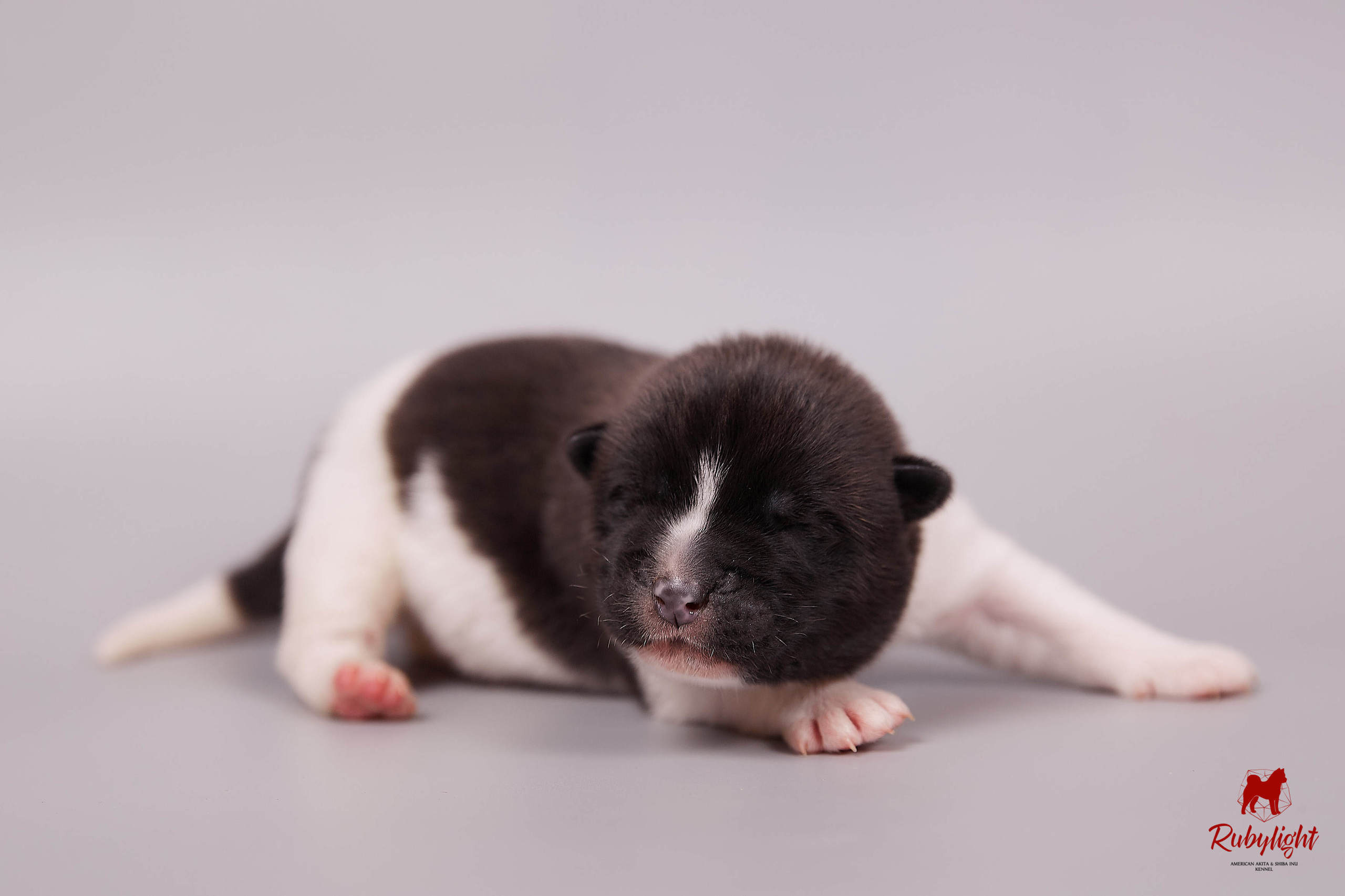 Американская акита щенки питомник Рубилайт RUBYLIGHT