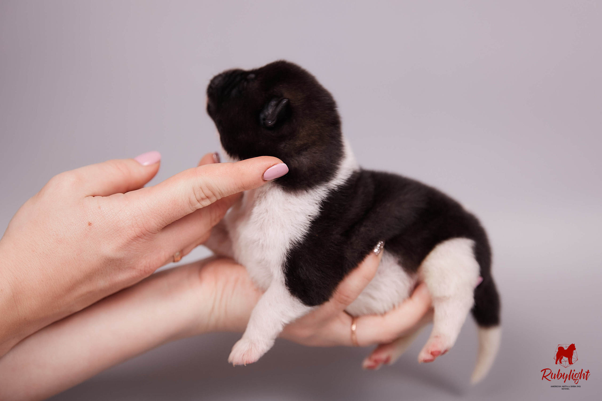 Американская акита щенки питомник Рубилайт RUBYLIGHT