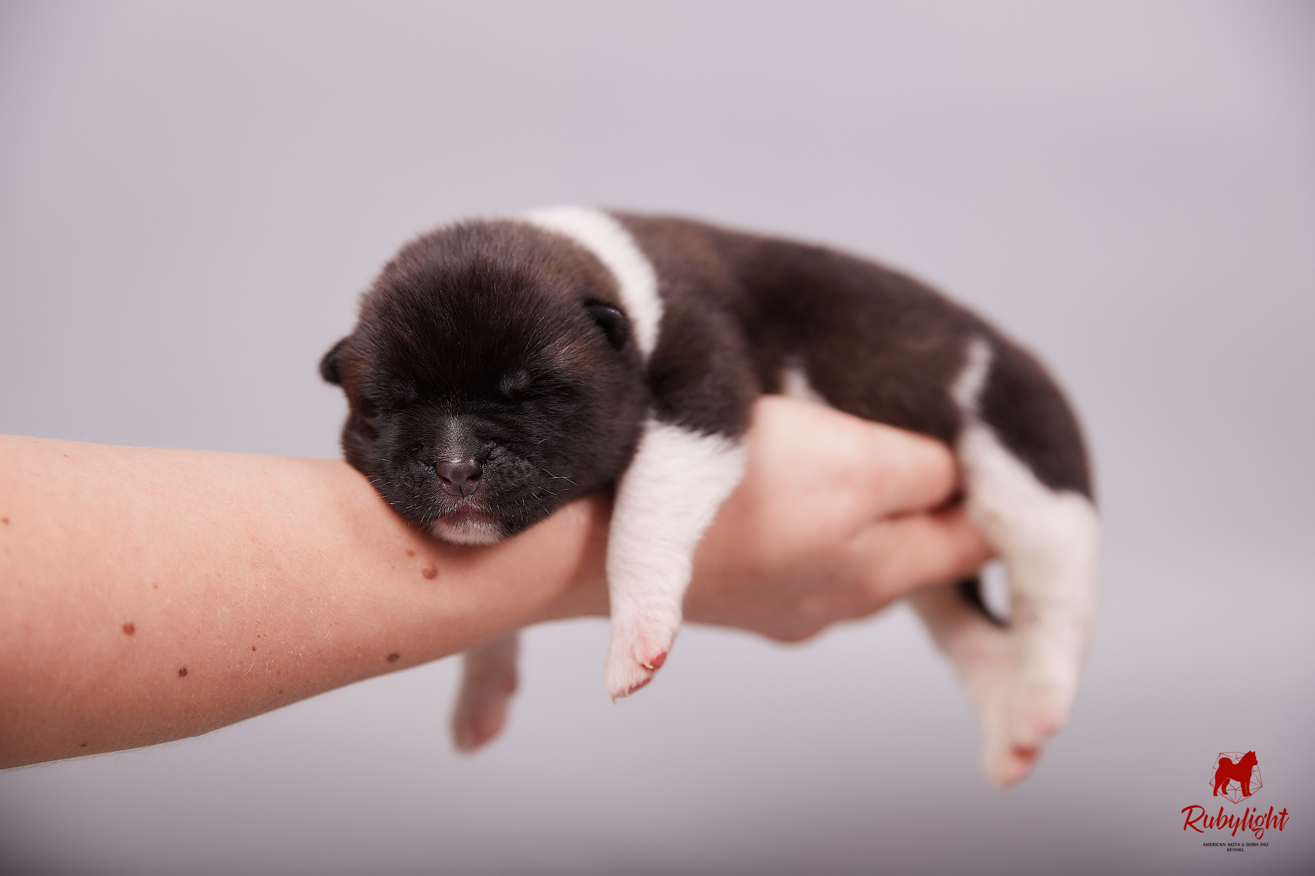 Американская акита щенки питомник Рубилайт RUBYLIGHT