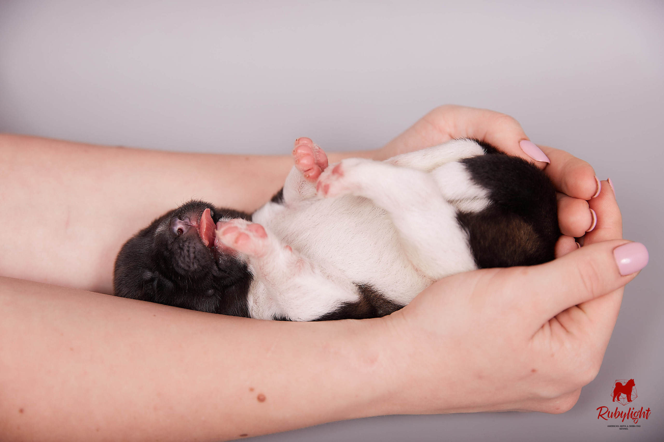 Американская акита щенки питомник Рубилайт RUBYLIGHT
