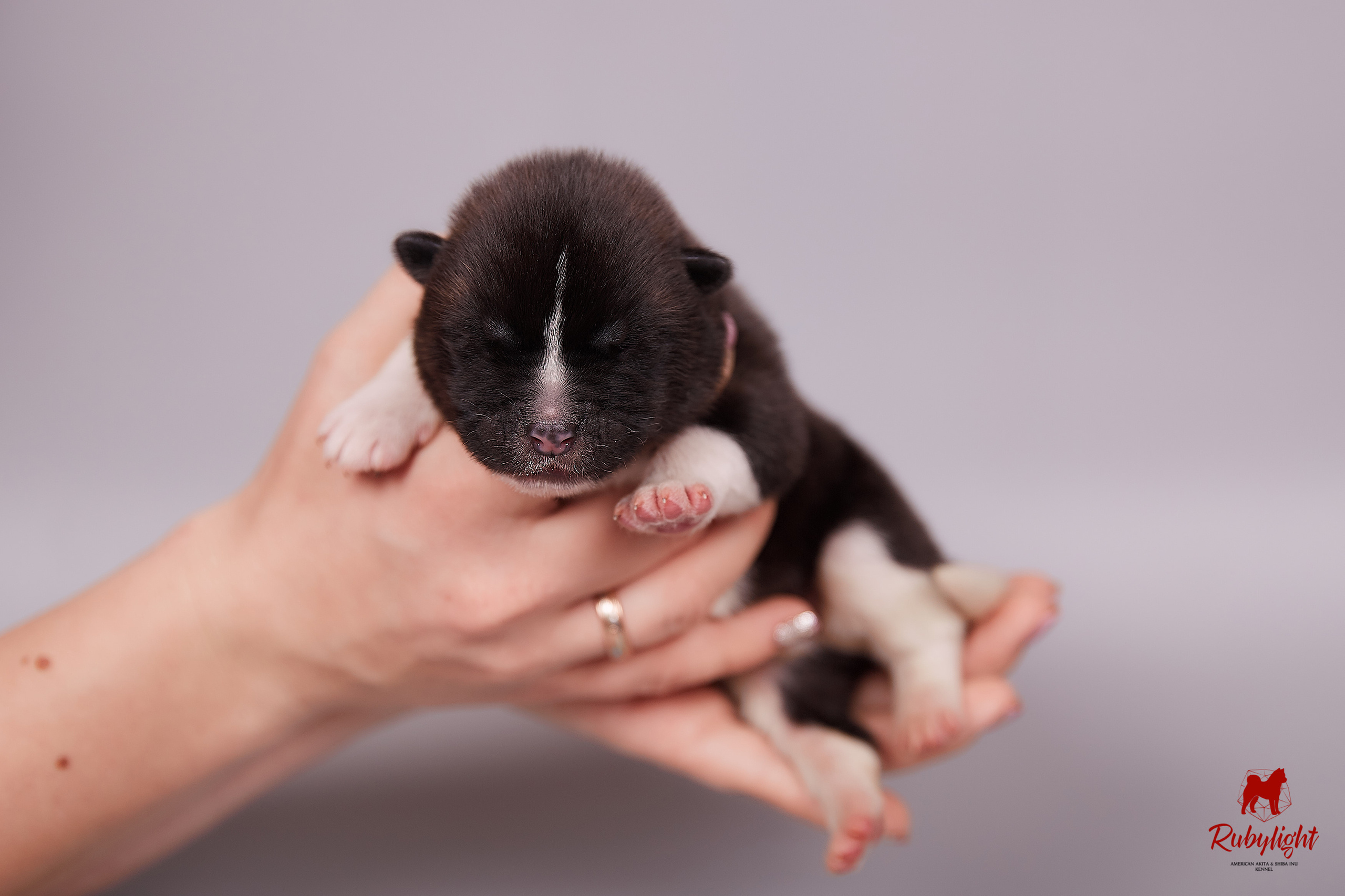 Американская акита щенки питомник Рубилайт RUBYLIGHT